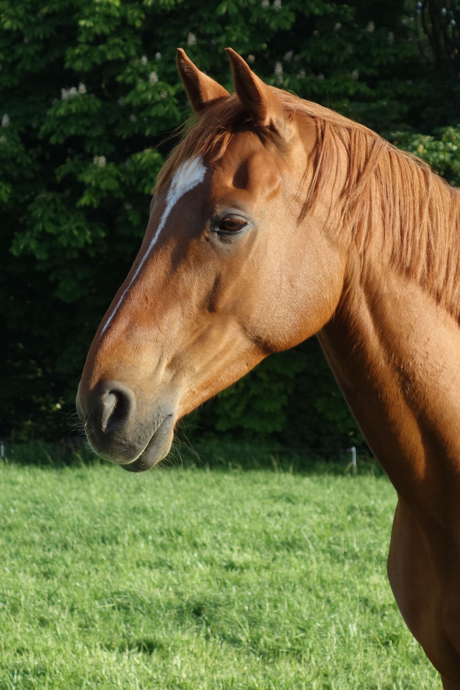 Sony Cyber-shot DSC-RX100 sample photo. Horse, horse head shot photography