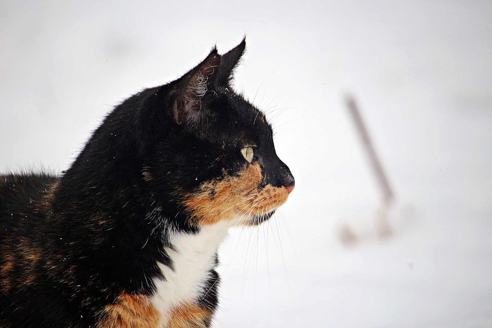 Canon EOS 100D (EOS Rebel SL1 / EOS Kiss X7) sample photo. Winter, cat, snow photography