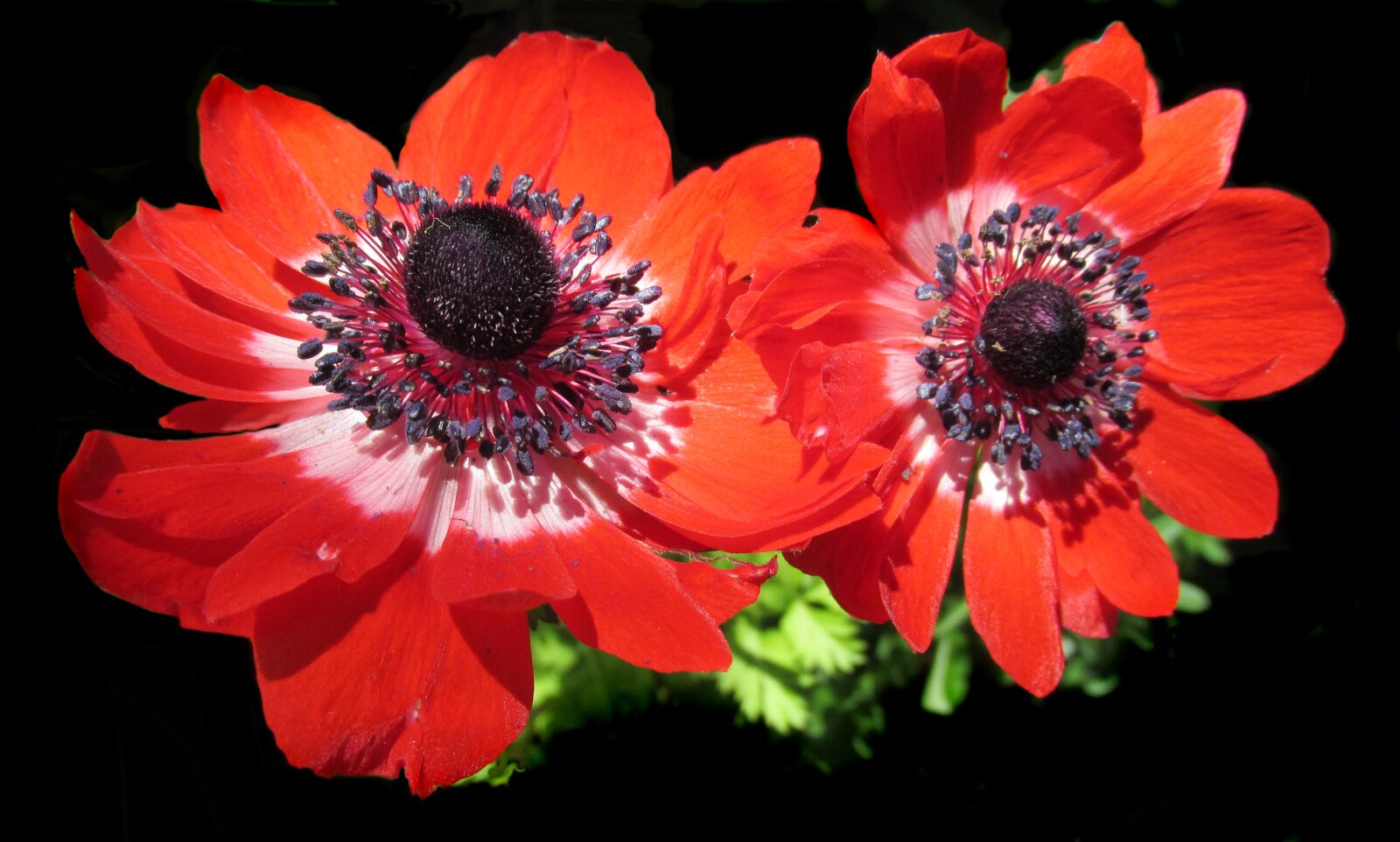 Canon PowerShot SX170 IS sample photo. Flower, anemone, red photography