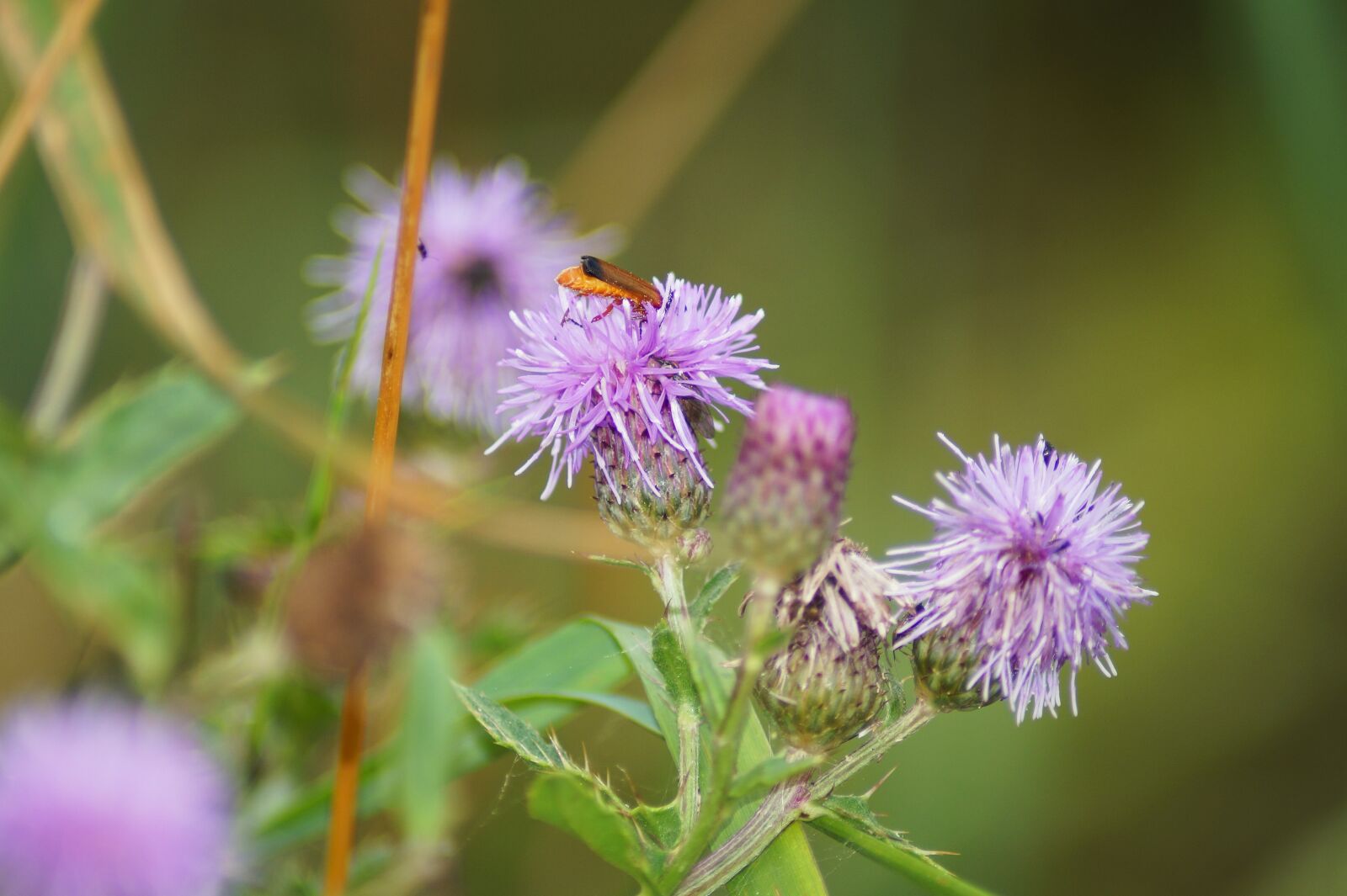 Sony SLT-A58 sample photo. Insect, blossom, bloom photography