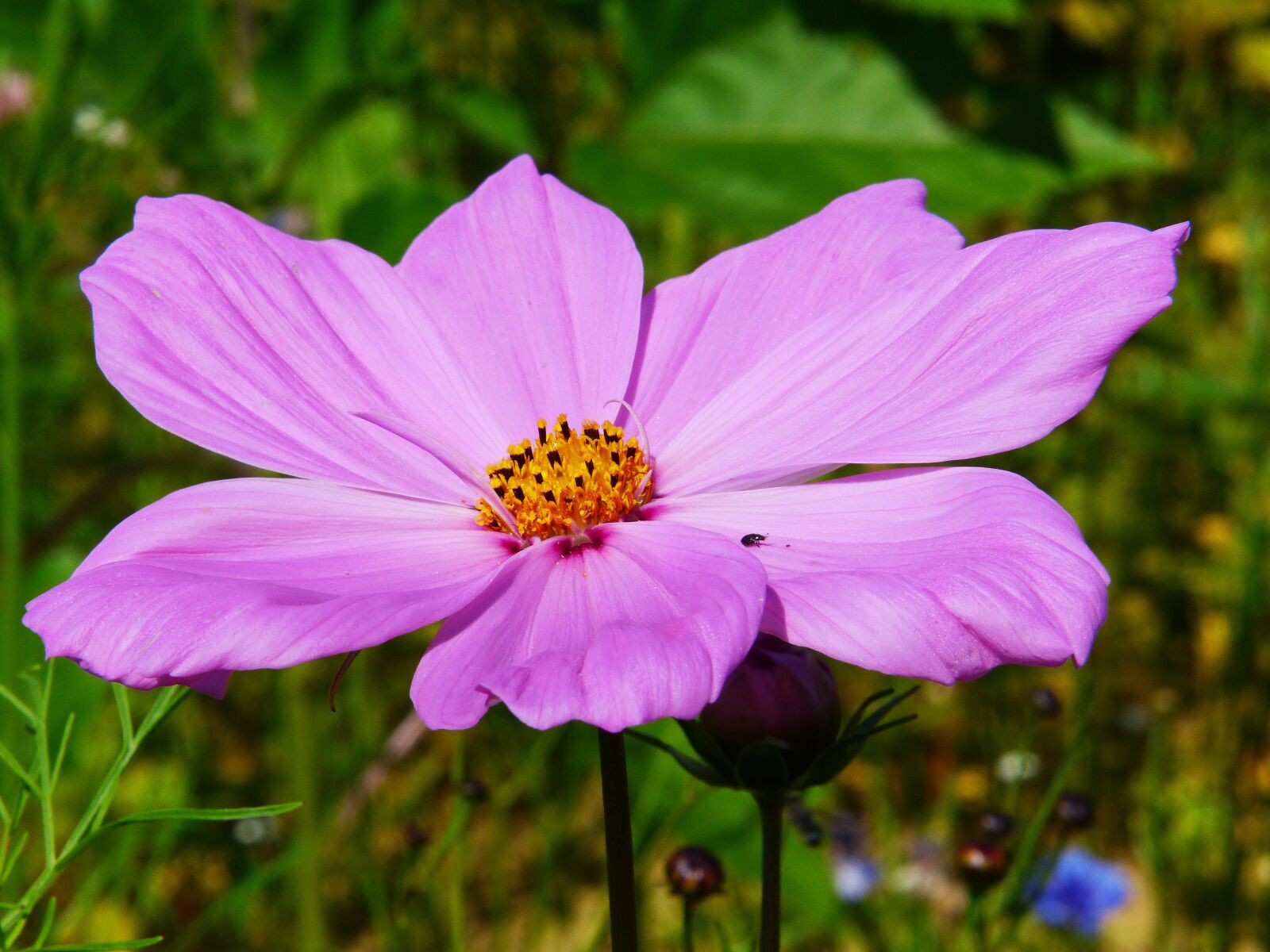 Panasonic Lumix DMC-FZ200 sample photo. Cosmea, cosmos, blossom photography