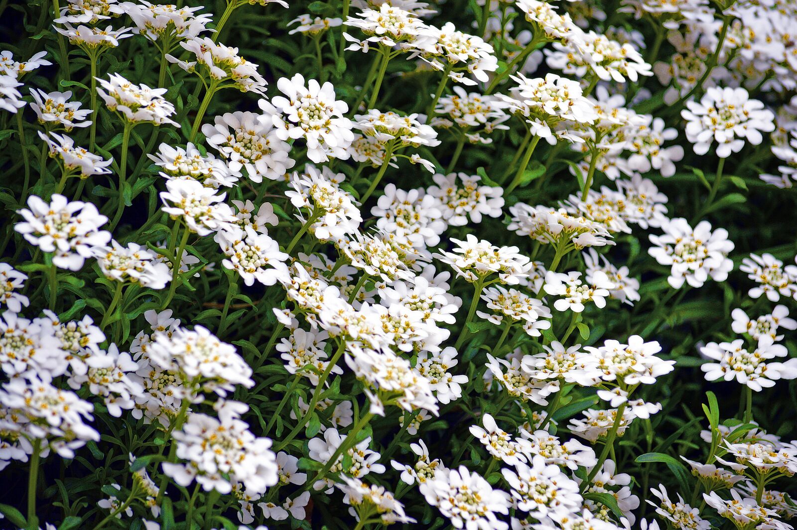 Nikon D3200 sample photo. Flower bed, flowers, spring photography