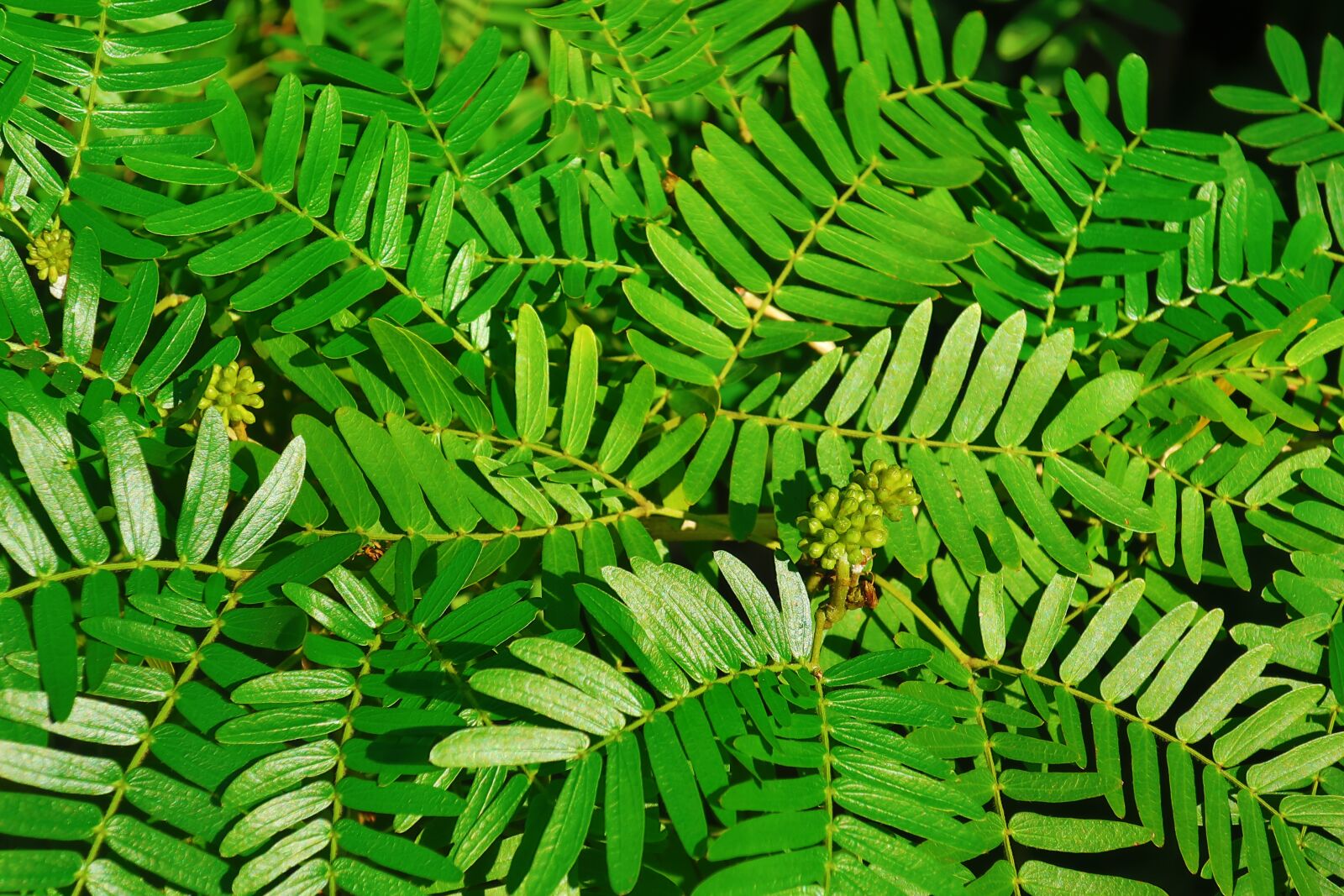 Canon PowerShot G9 X Mark II sample photo. Plants, leaf, green photography
