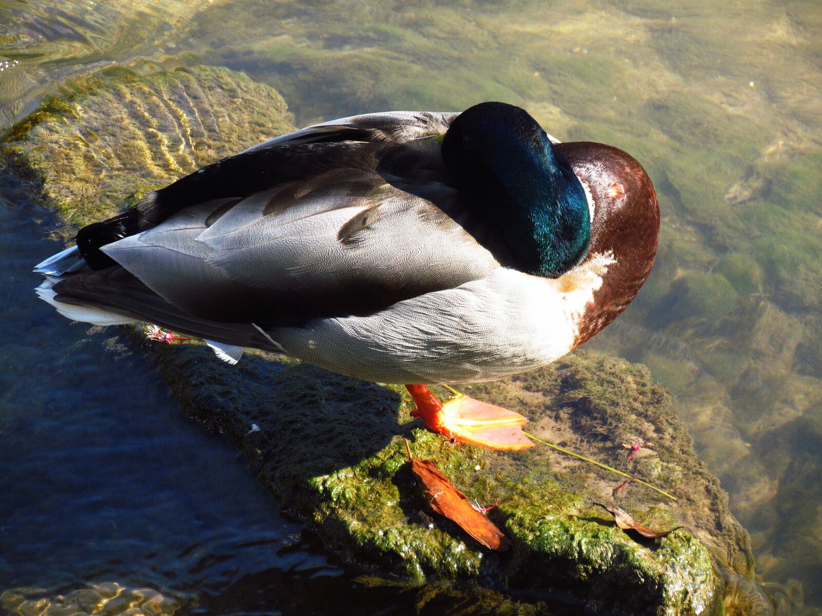 Canon PowerShot SX30 IS sample photo. Brook, duck, wild photography