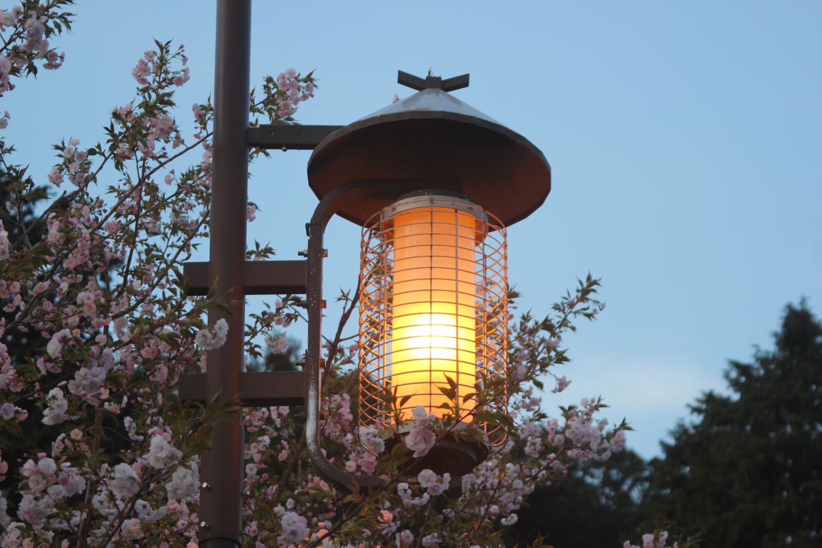 Canon EOS 550D (EOS Rebel T2i / EOS Kiss X4) sample photo. Cherry blossoms, sakura, april photography