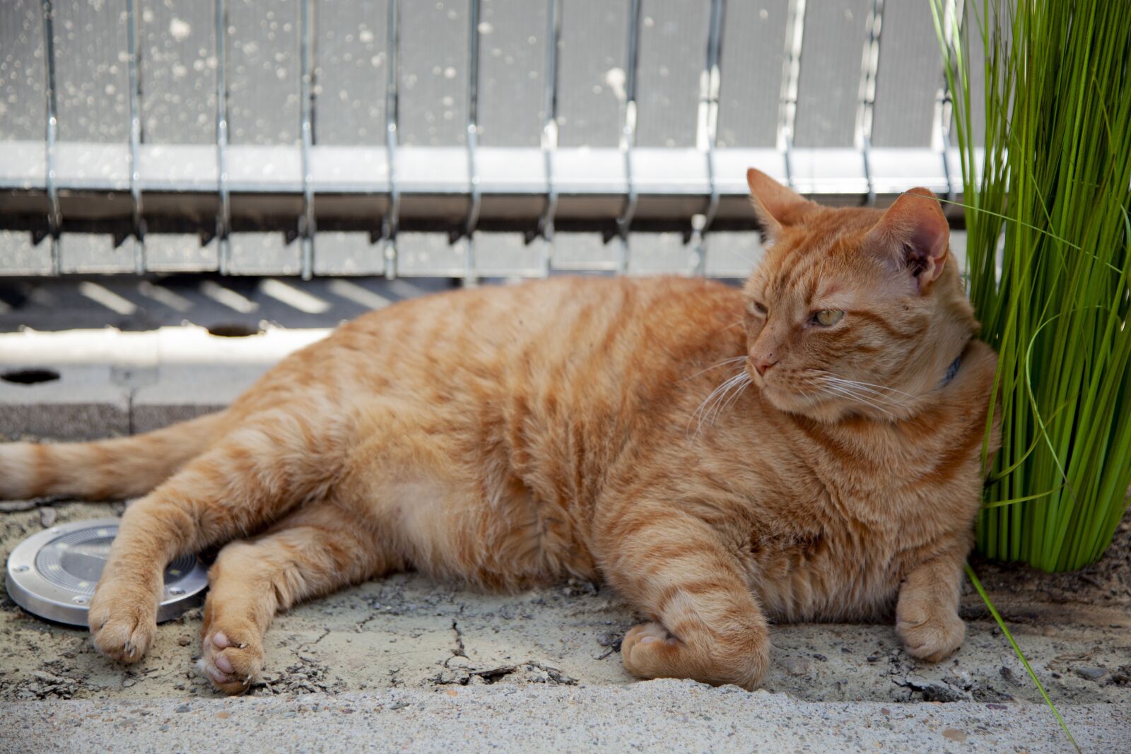 Canon EOS 5D Mark II + Canon EF 24-105mm F4L IS USM sample photo. Cat, roux, striped photography