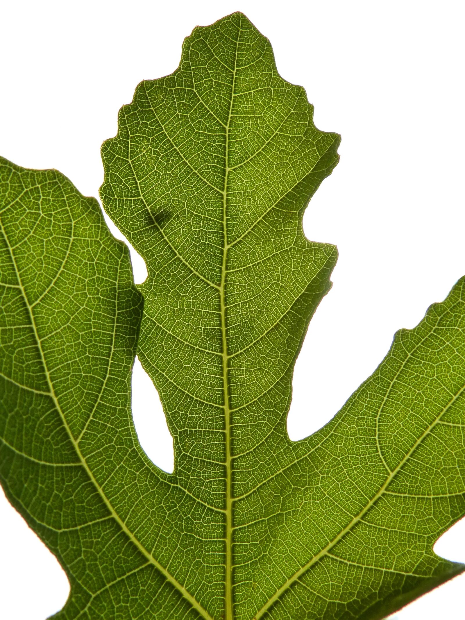 Panasonic DMC-FZ62 sample photo. Fig leaf, backlight, fig photography