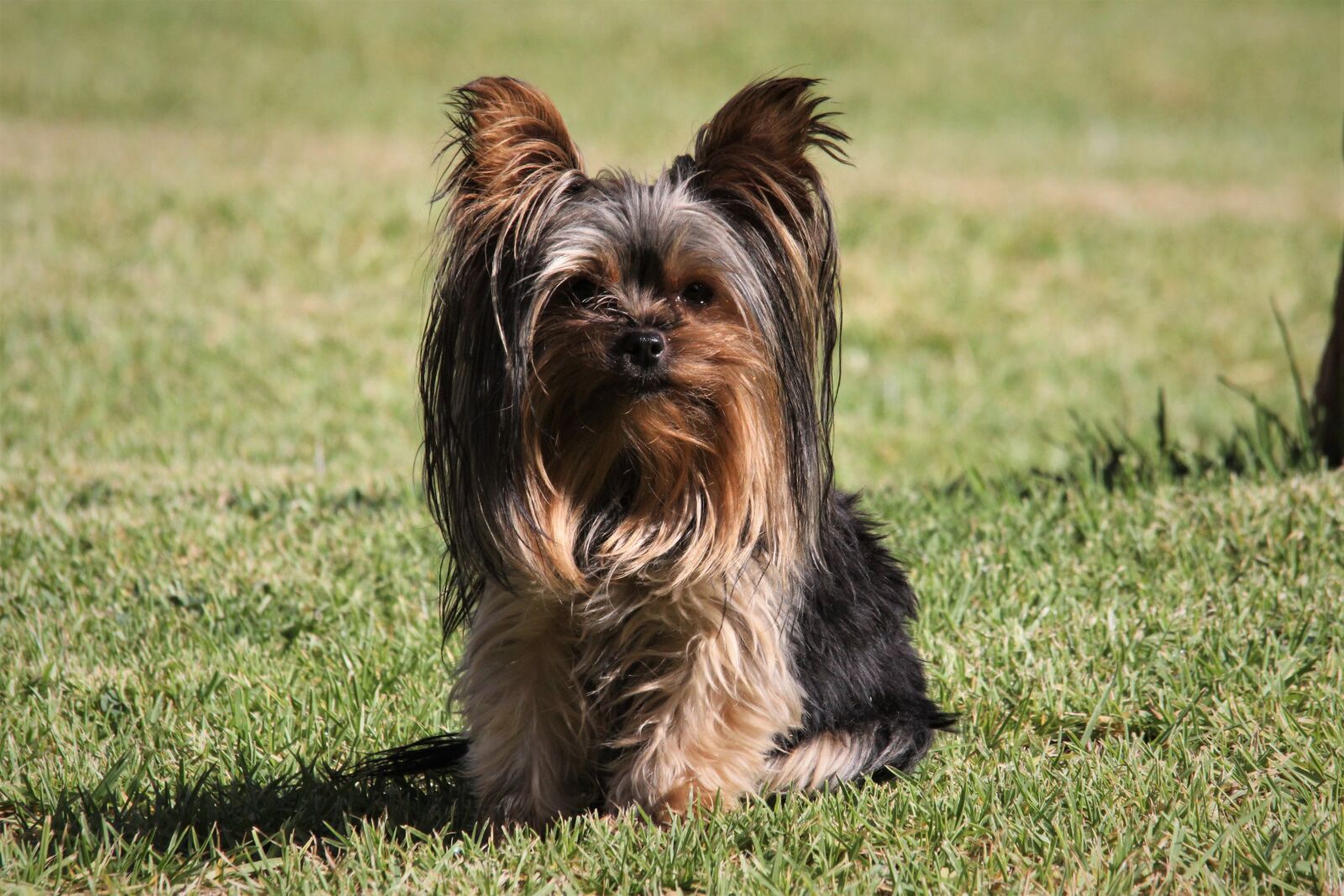 Canon EOS 60D sample photo. Yorkshire, terrier, pet photography
