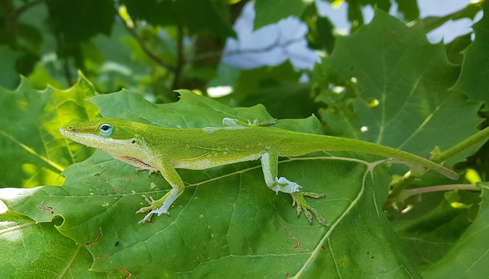 Samsung Galaxy Note5 sample photo. Anole, green anole, lizard photography