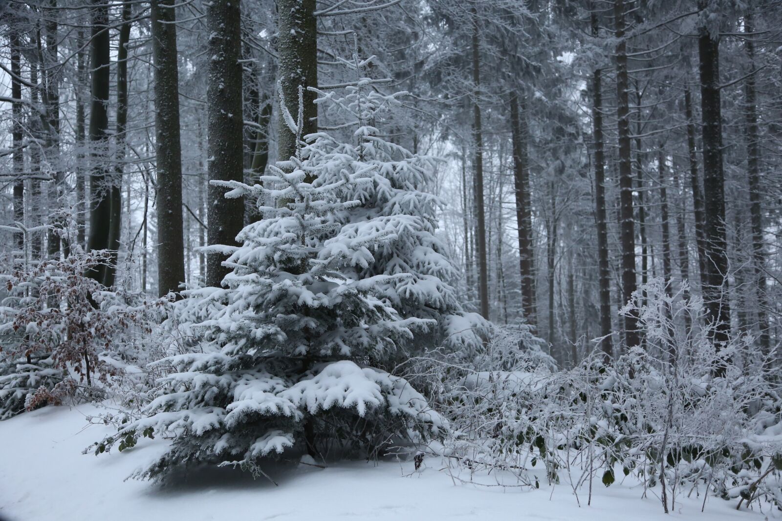 Canon EF 24-105mm F4L IS USM sample photo. Winter, cold, wintry photography