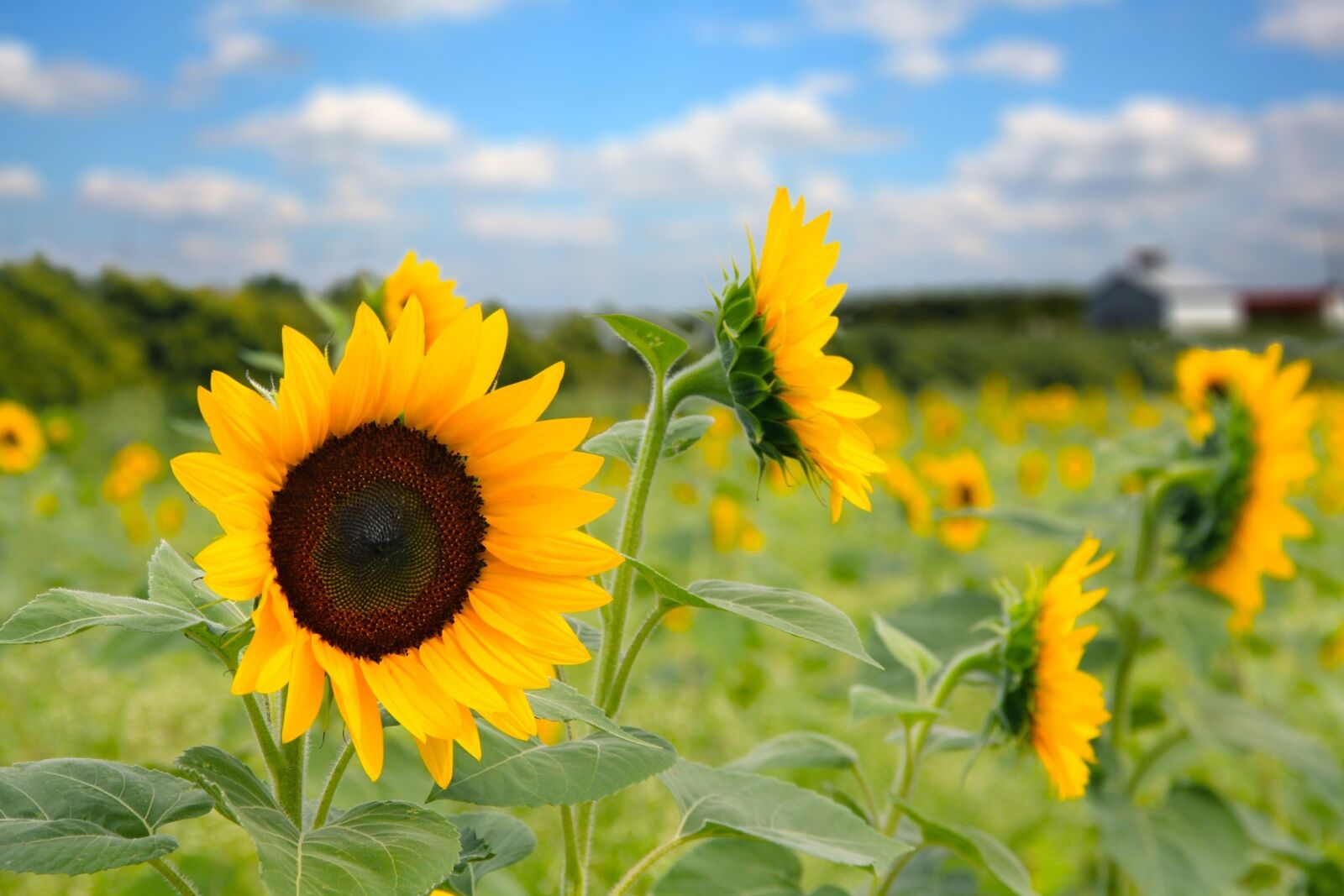 Canon EOS 60D sample photo. Sunflower, field photography