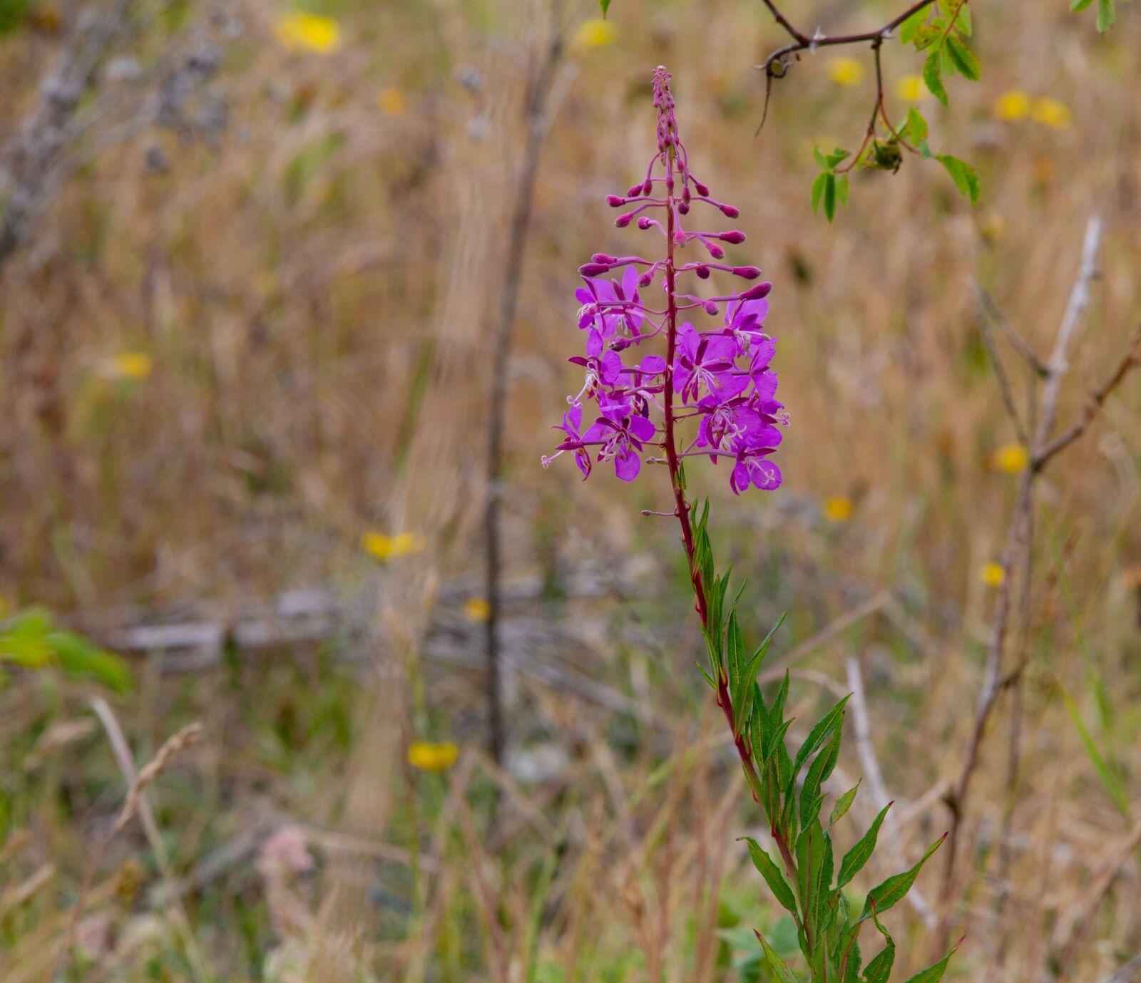 150-600mm F5-6.3 DG OS HSM | Contemporary 015 sample photo. Fireweed, rosebay willow herb photography