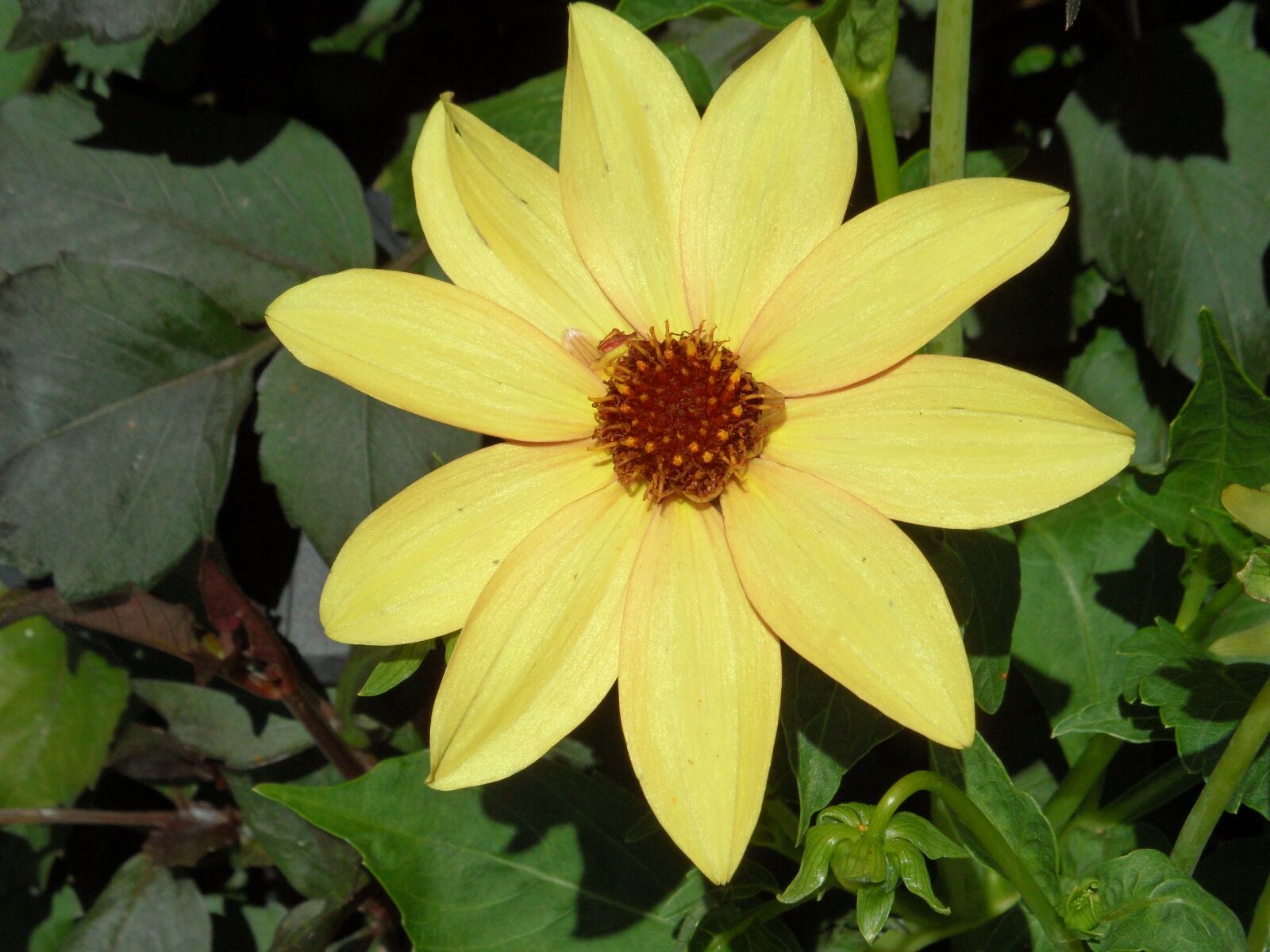 Samsung WB600 / VLUU WB600 /  WB610 sample photo. Petals, flower, yellow photography