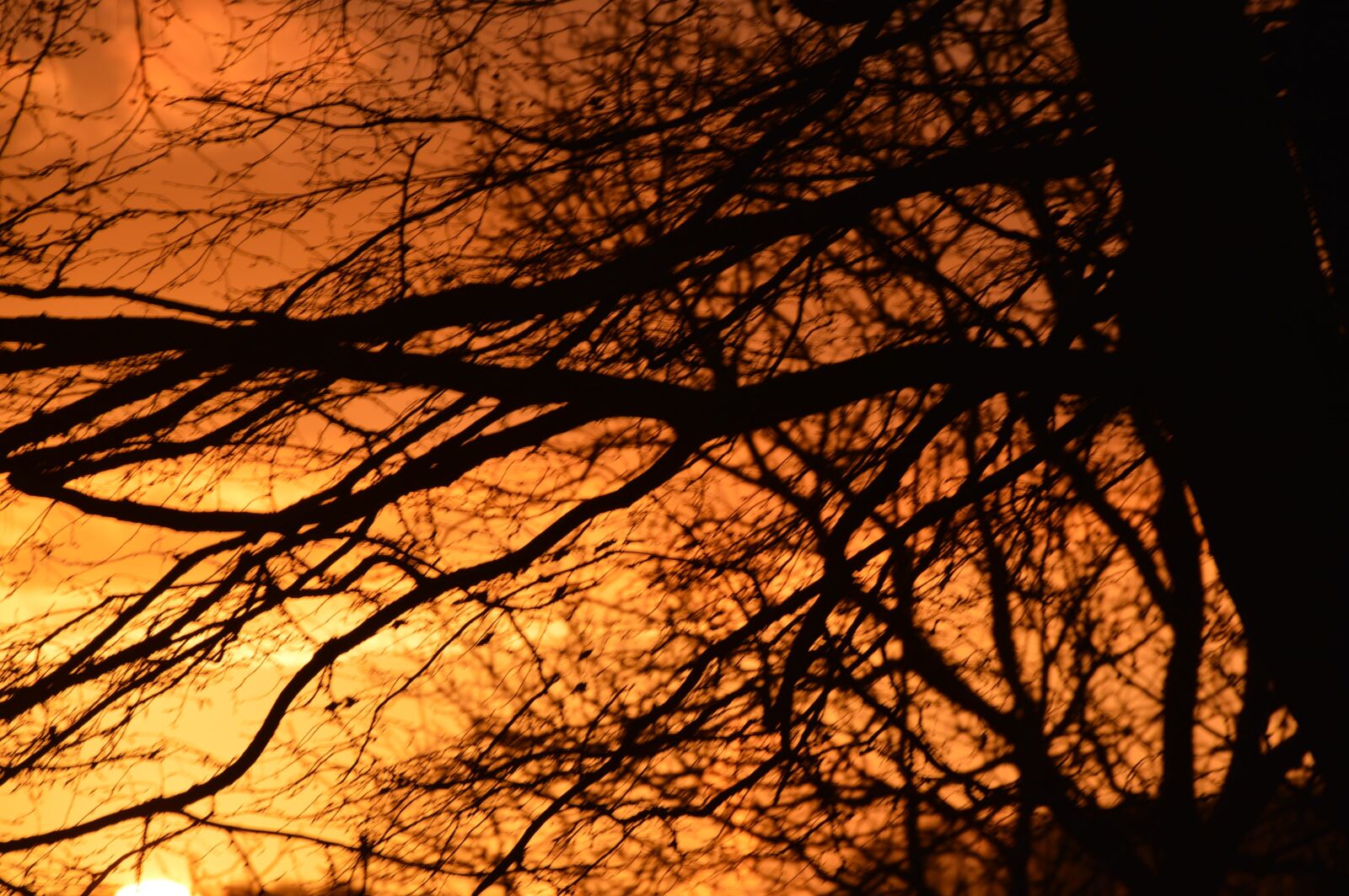 Nikon D3200 sample photo. Sun, sunrise, tree photography