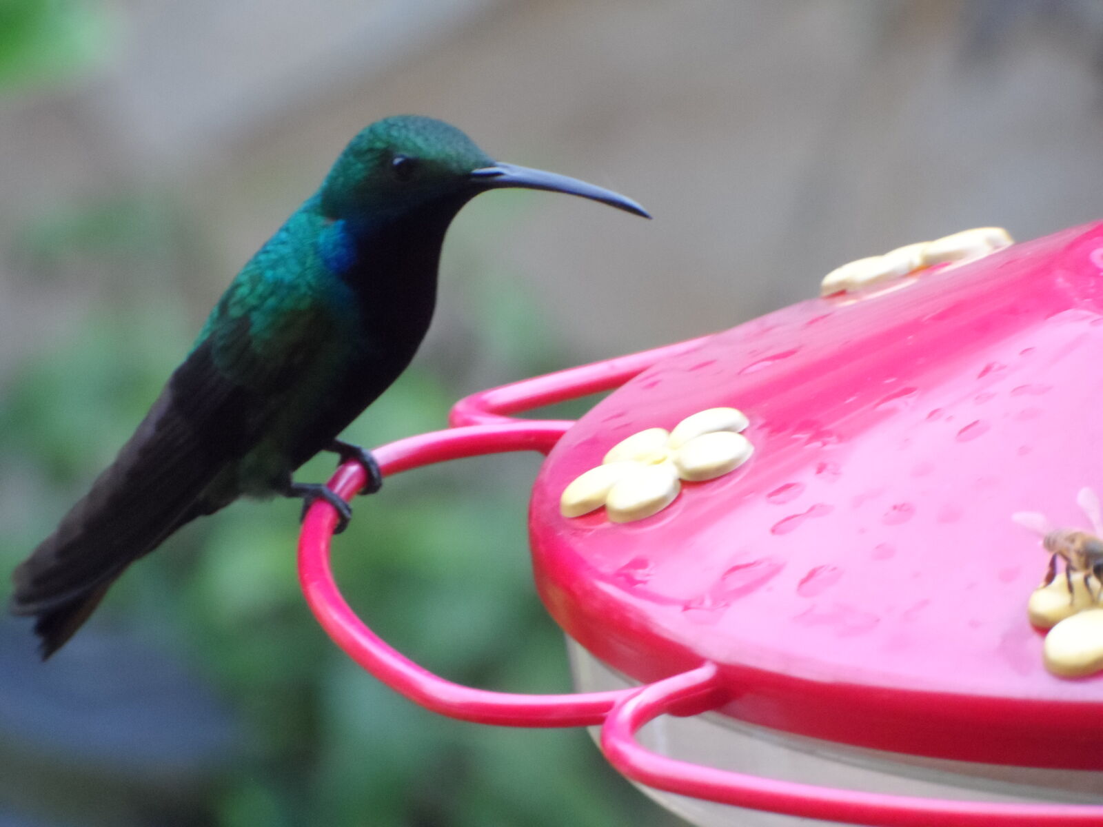 Samsung WB150 / WB150F / WB152 / WB152F / WB151 / WB151F / WB140 sample photo. Bird, colibri, colibries, colombia photography