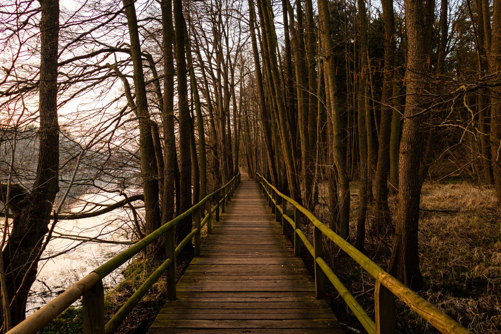 Canon EOS 200D (EOS Rebel SL2 / EOS Kiss X9) sample photo. Bridge, lake, forest photography