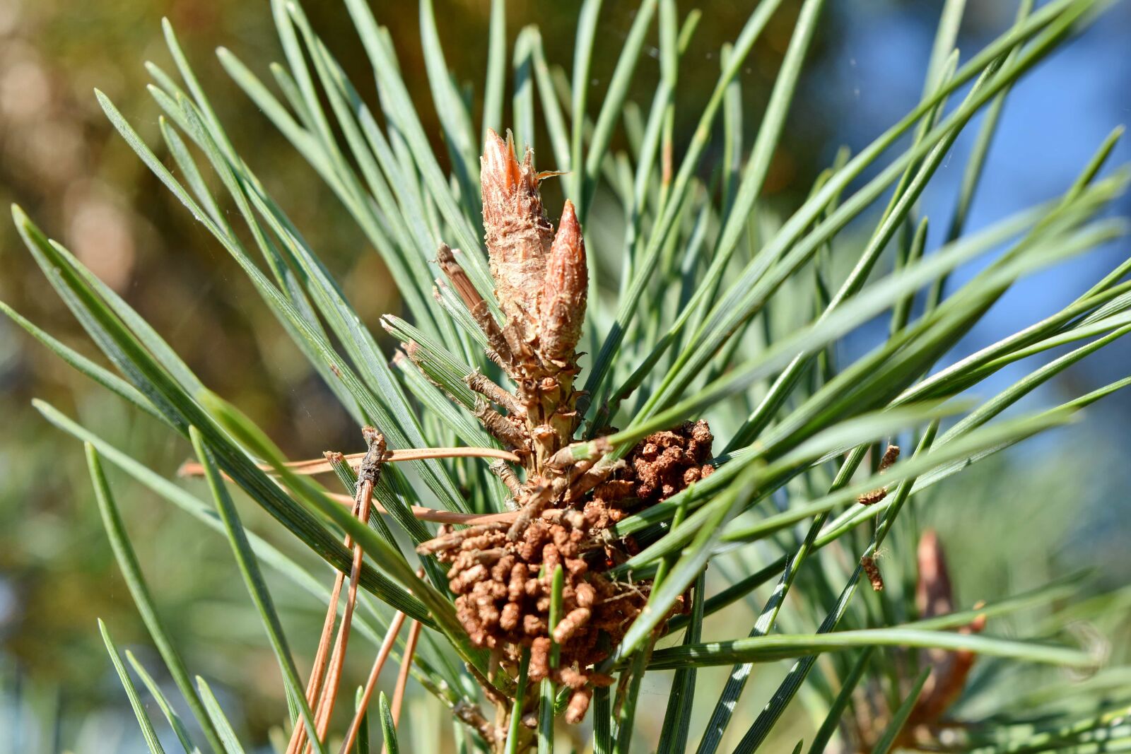 Nikon D5500 sample photo. Spruce, summer season, branch photography