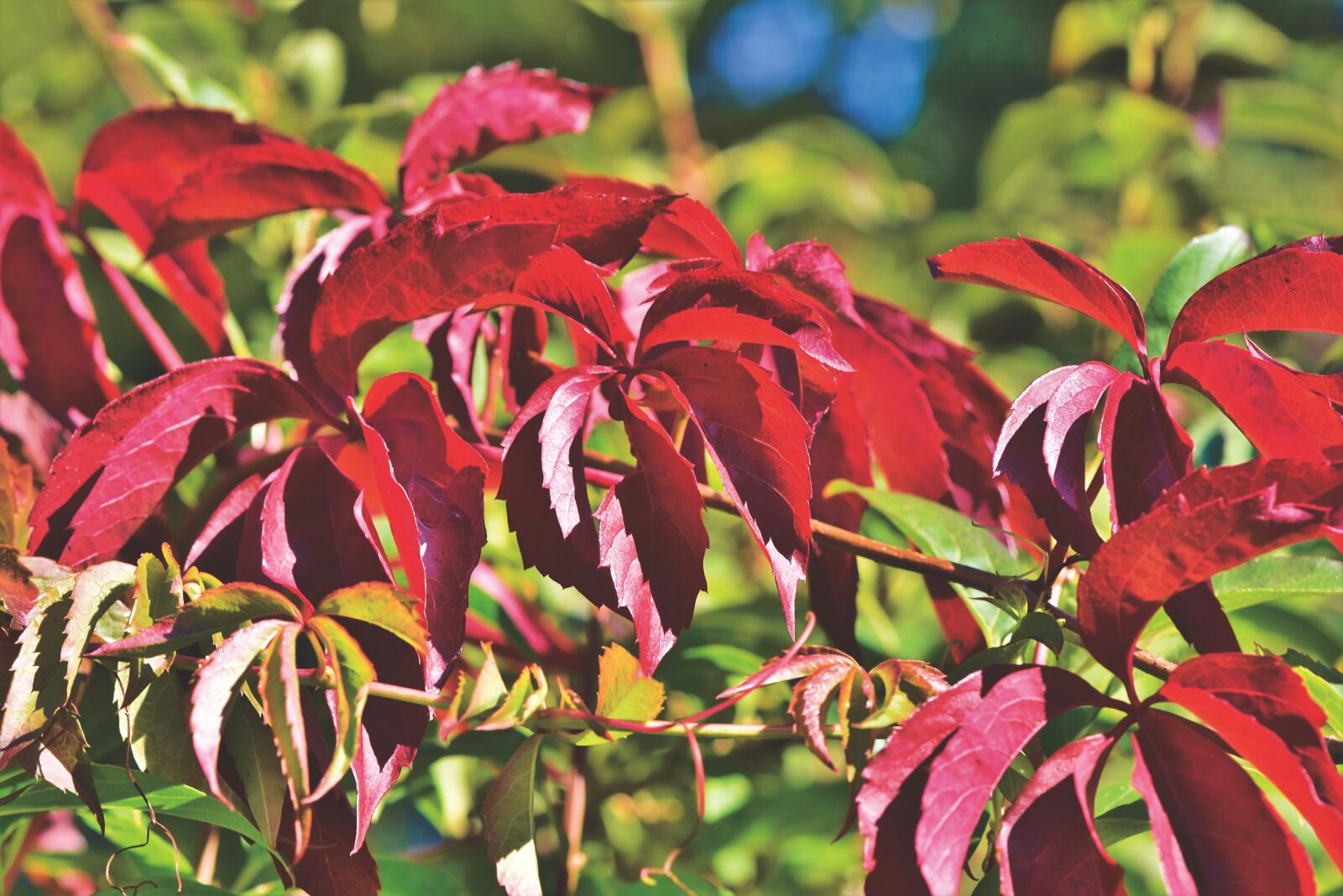 Nikon D7200 sample photo. Fall foliage, leaves, fall photography