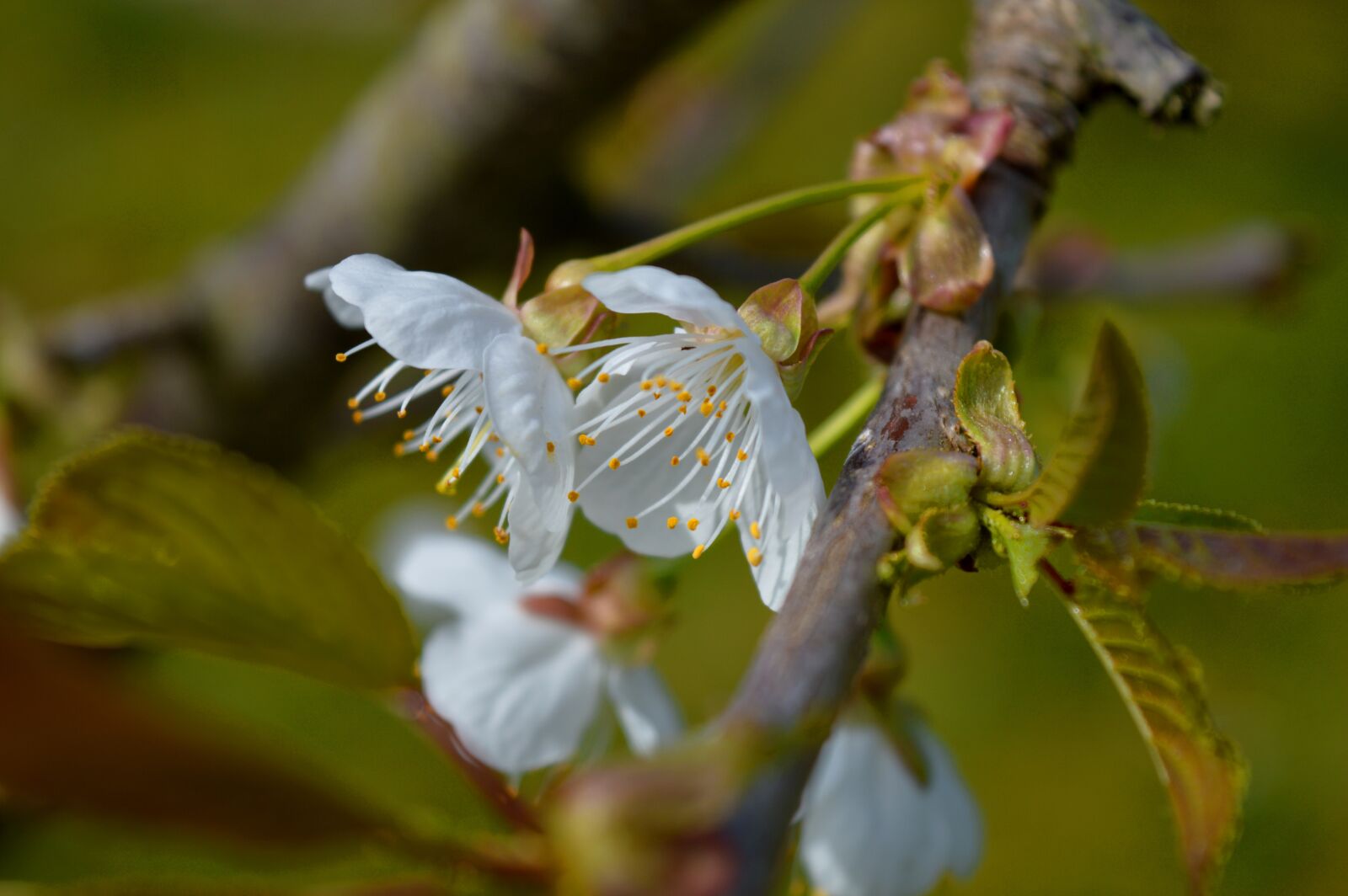 Nikon D3200 sample photo. Cherry blossom, fruit tree photography