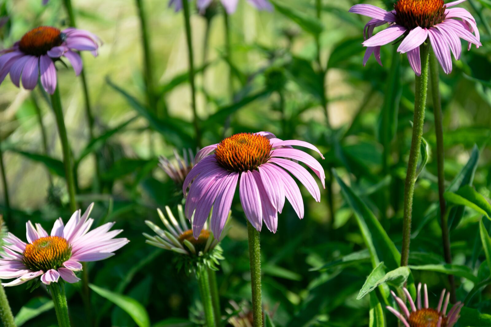 Nikon D3300 sample photo. Flower, garden, flowers photography