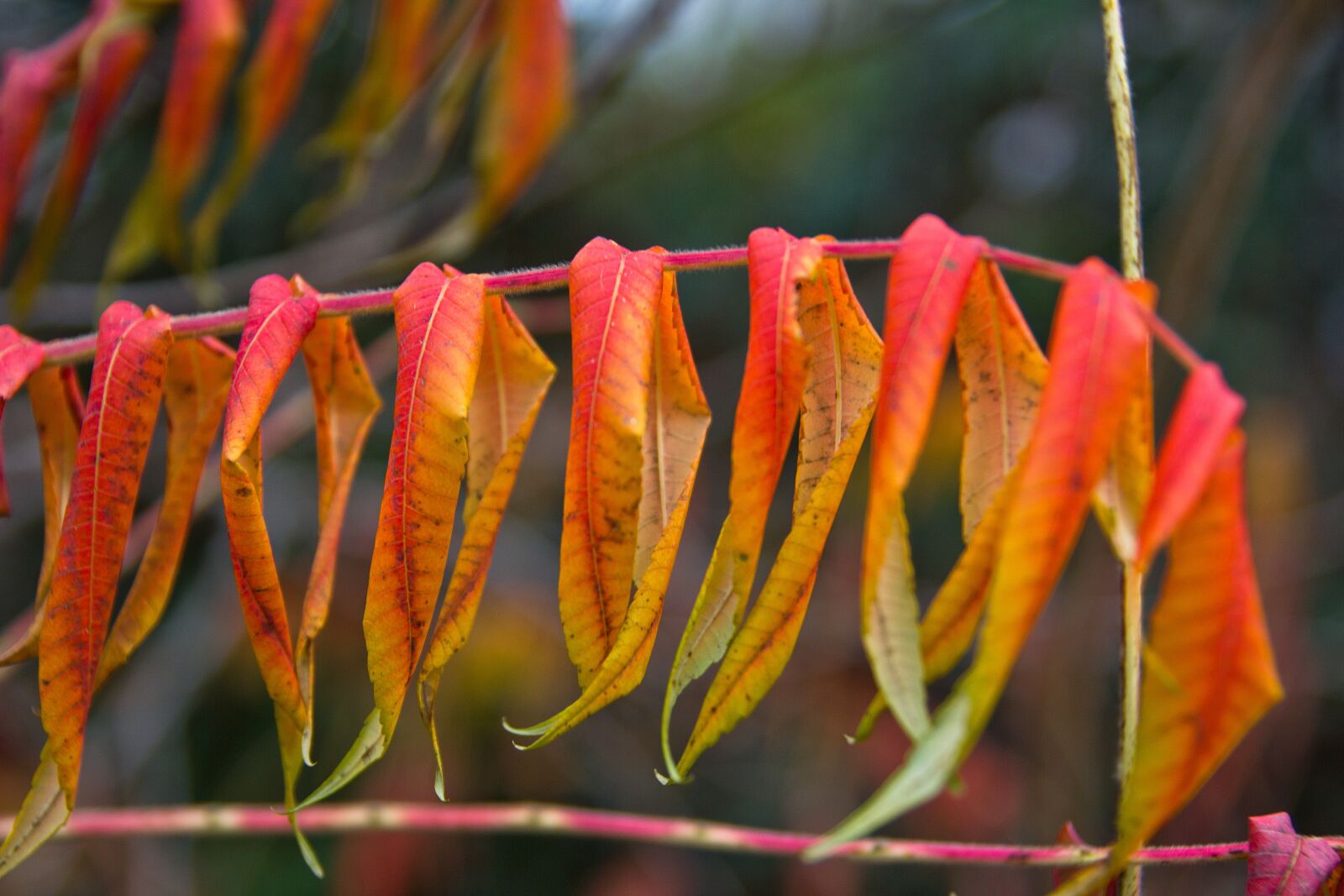 Canon EOS 550D (EOS Rebel T2i / EOS Kiss X4) sample photo. Autumn, leaves, golden autumn photography