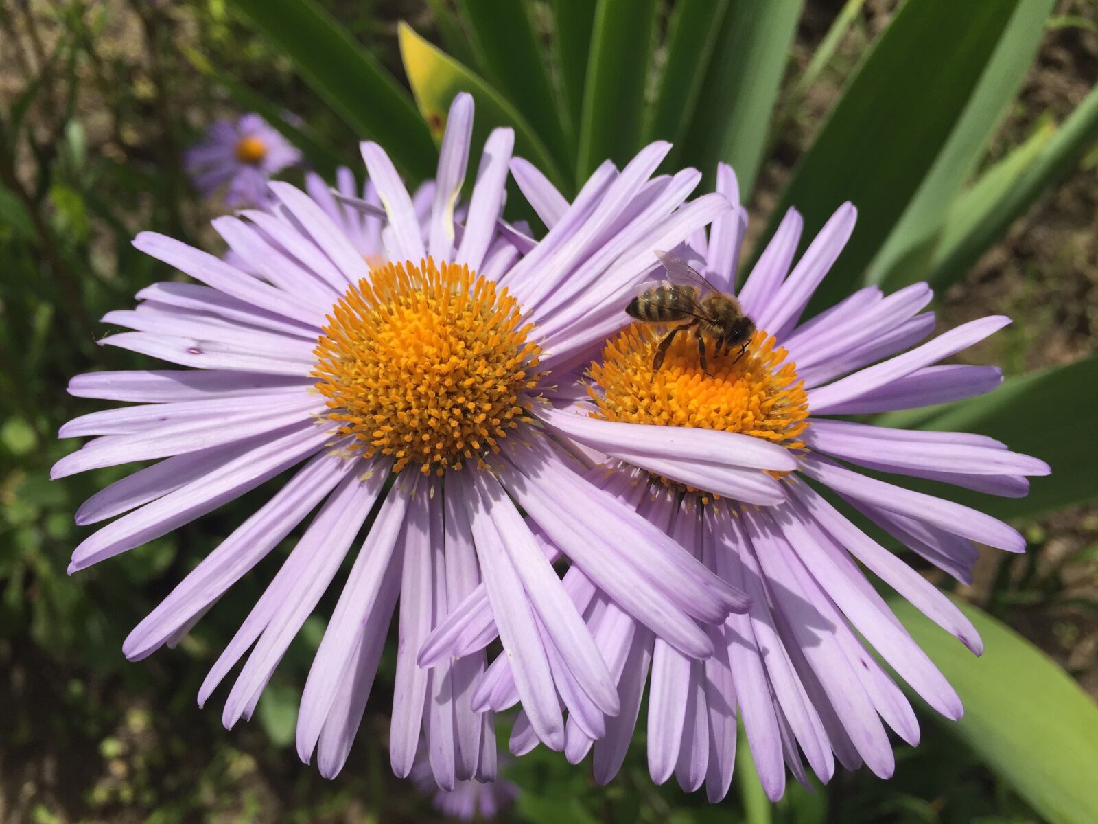 Apple iPhone 6 sample photo. Daisy, summer, flower photography