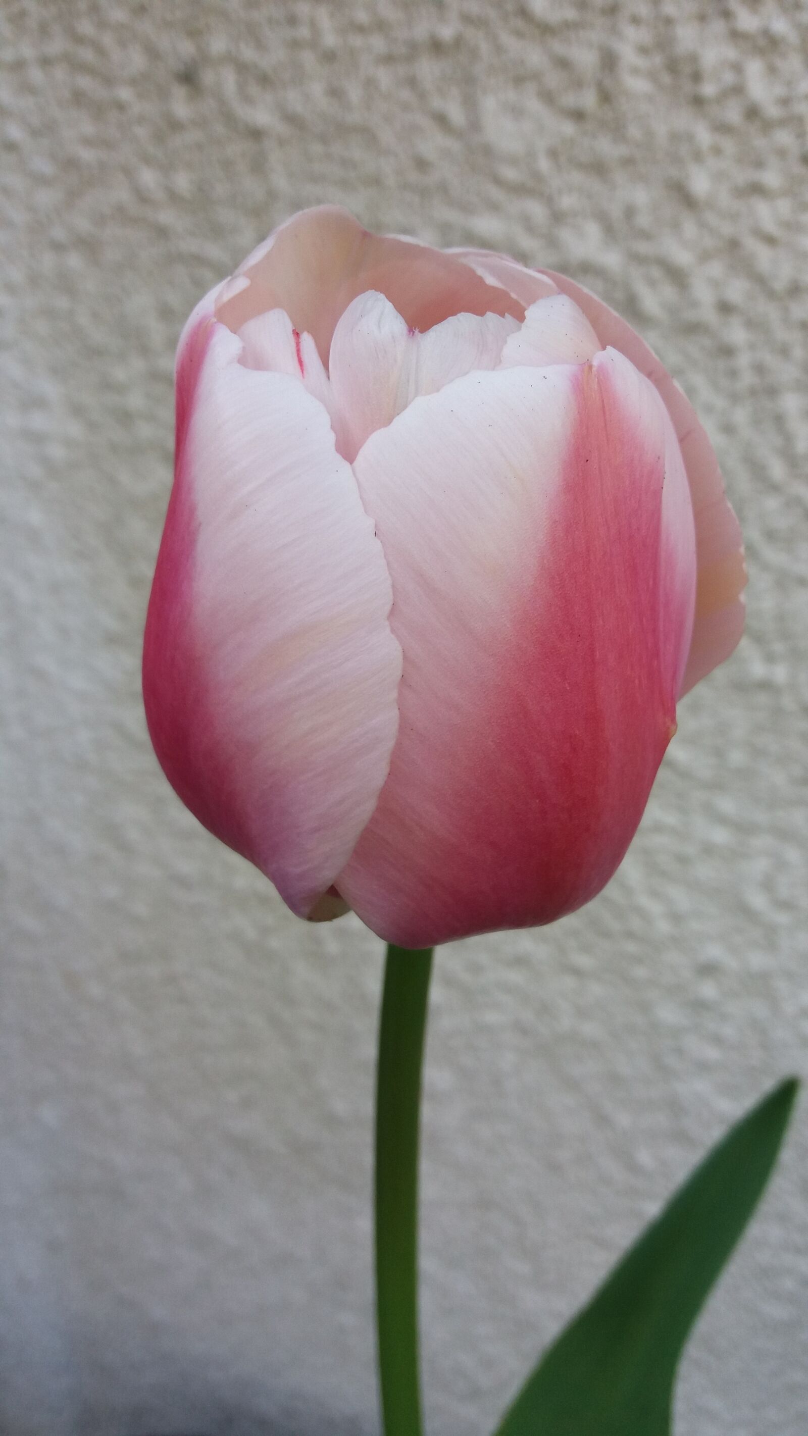 Samsung Galaxy J5 sample photo. Tulip, pink, spring photography