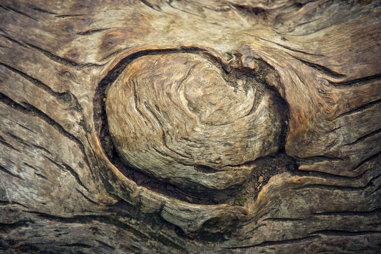 Olympus OM-D E-M10 sample photo. Tree, tree bark, log photography