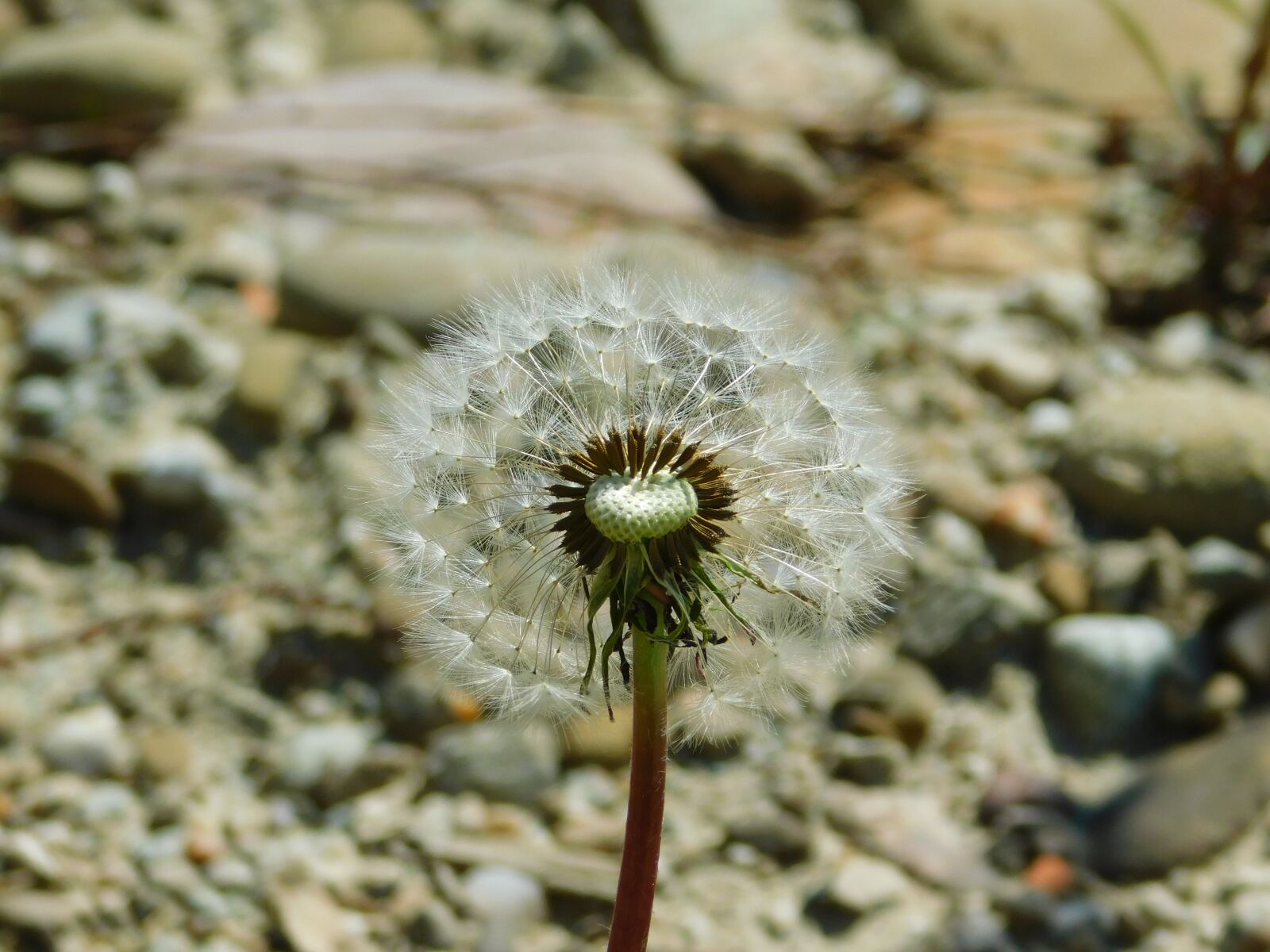 Nikon Coolpix B500 sample photo. Sonchus oleraceus, the delicacy photography