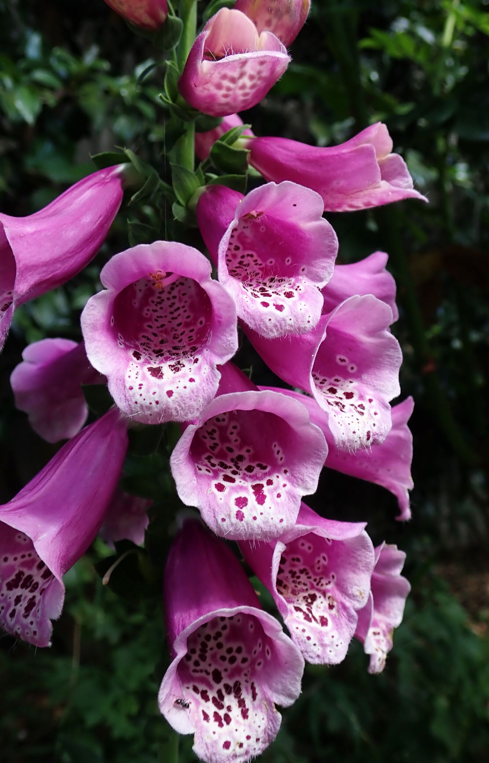 Olympus TG-5 sample photo. Flower, foxglove, digitalis photography