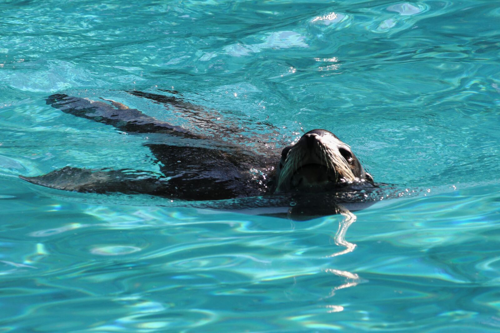 Canon EOS 7D sample photo. Basin, otter, aquatic animal photography