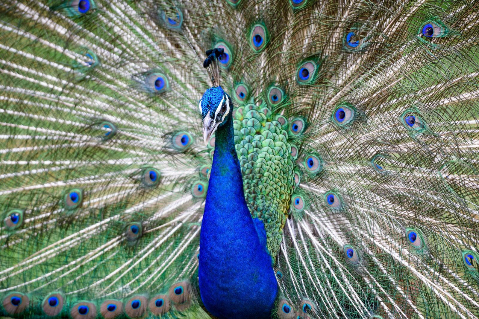 Nikon D3400 sample photo. Peacock, bird, animal photography