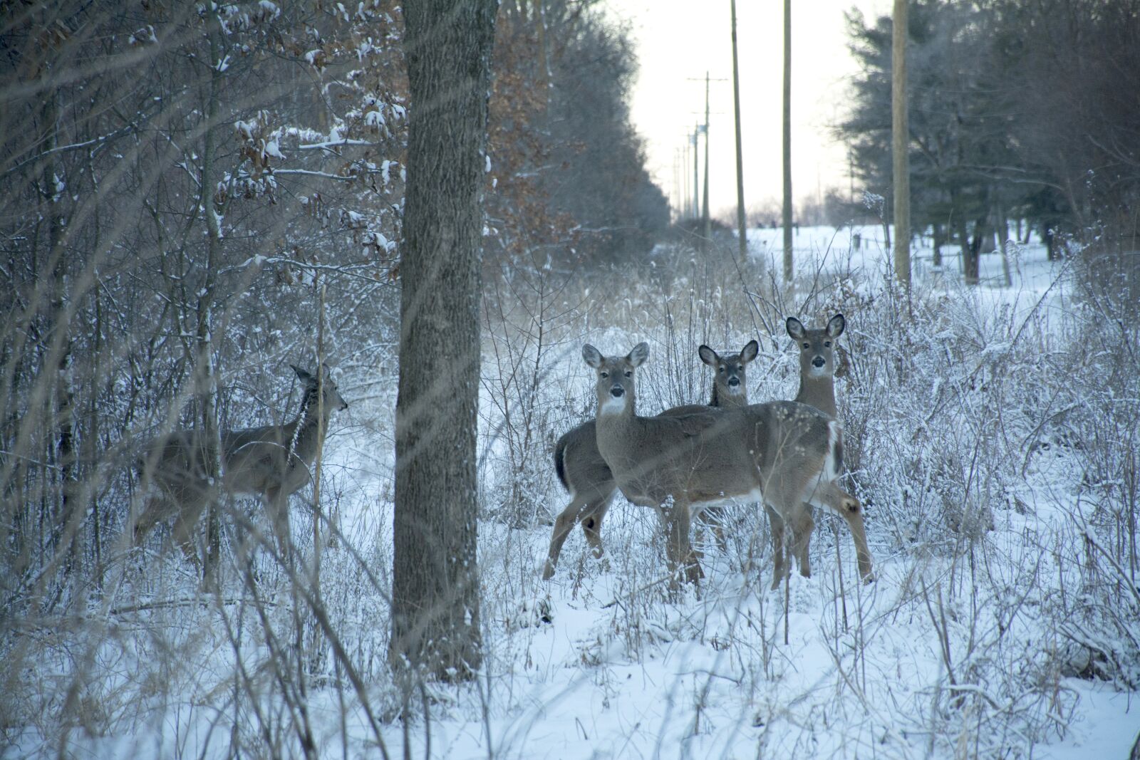 Nikon D7100 sample photo. Deer, snow, animal photography