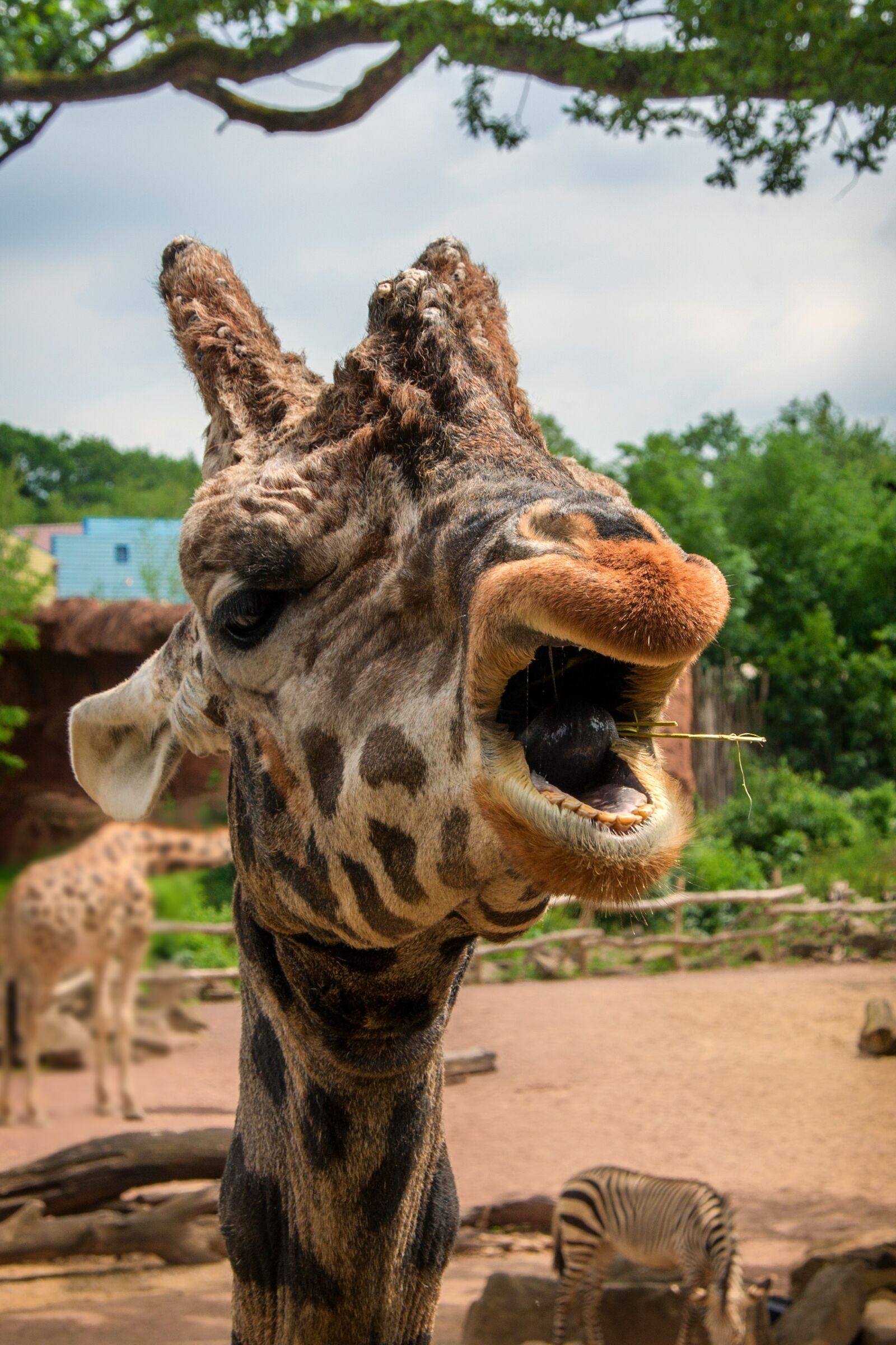 Sony Alpha DSLR-A550 sample photo. Zoo, hanover, nature photography