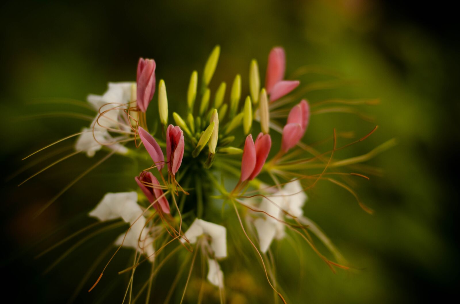 Nikon D5100 sample photo. Flowers, photography, bloom photography