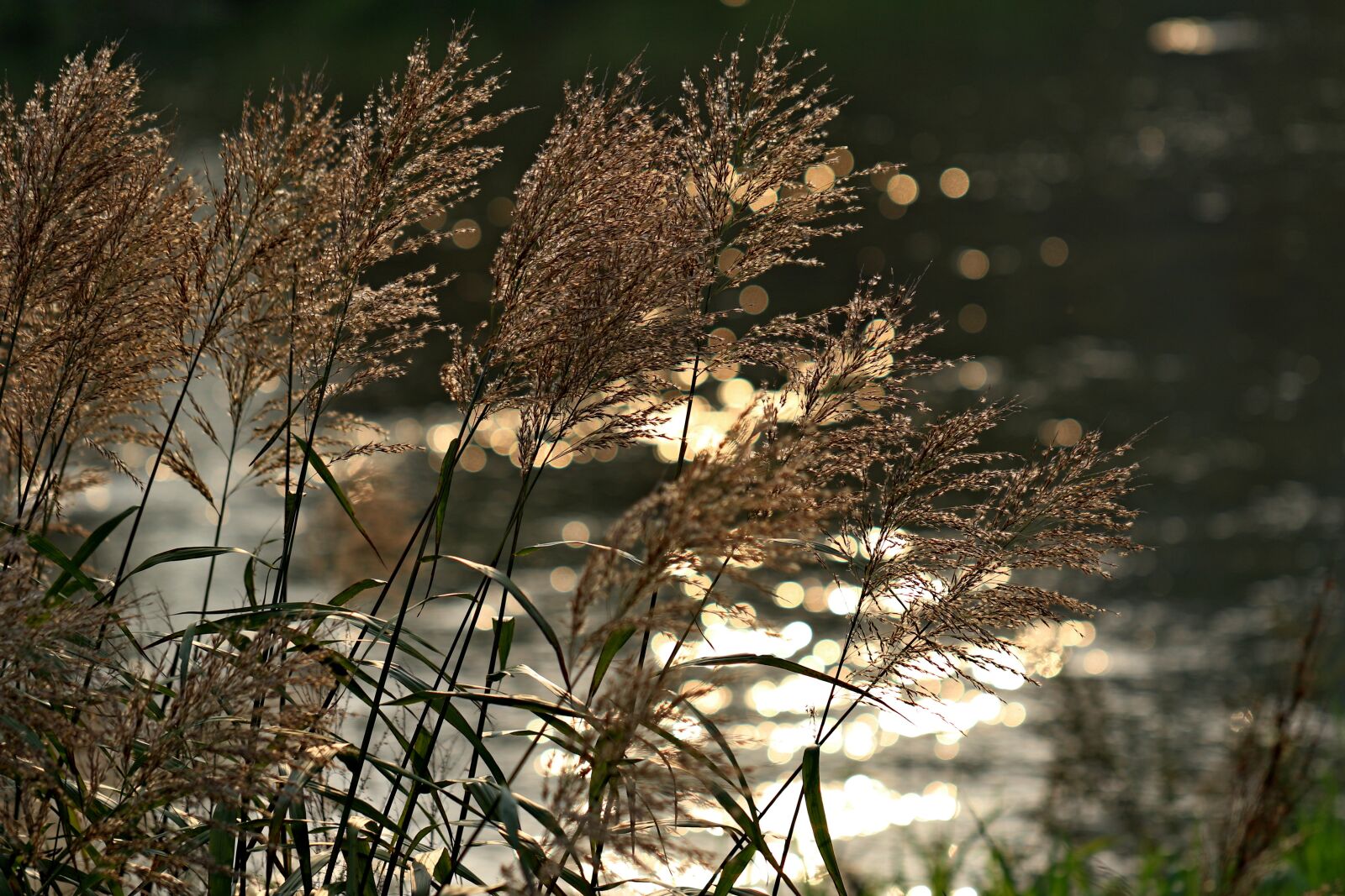 Canon EOS 7D Mark II sample photo. Foxtail, reed, riverside photography