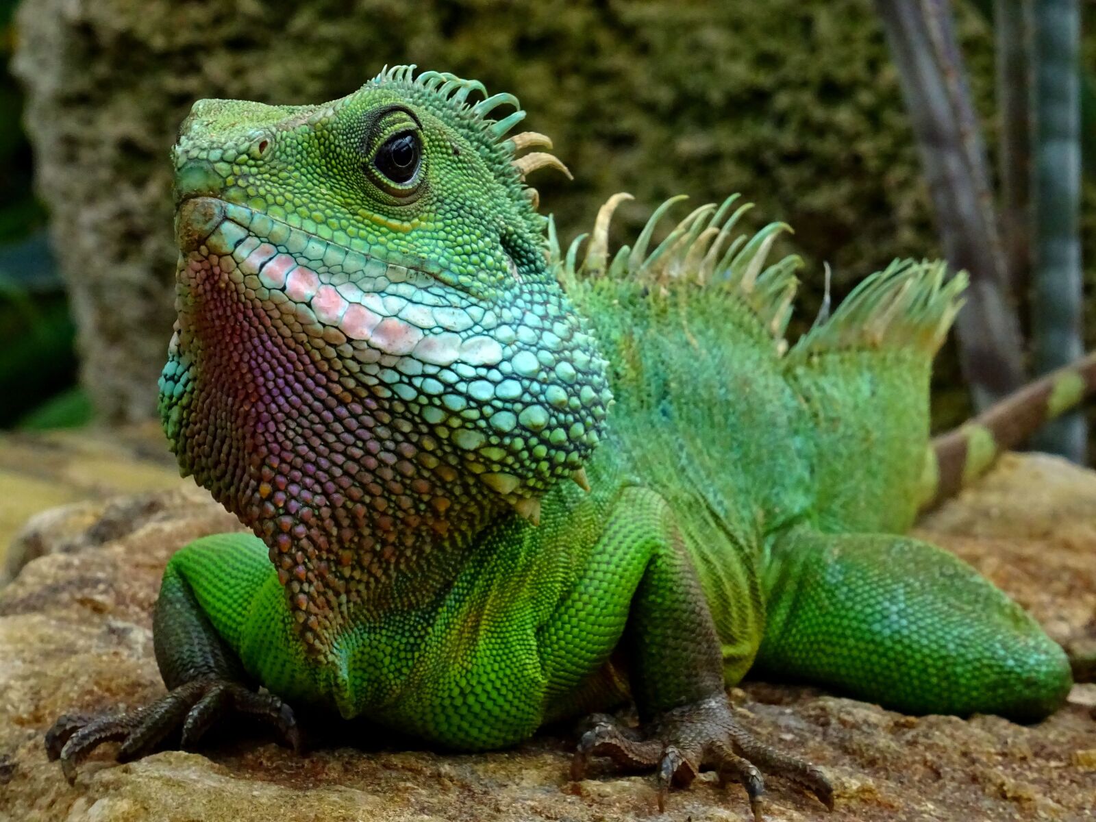 Sony DSC-HX60 sample photo. Animal, blur, close, up photography