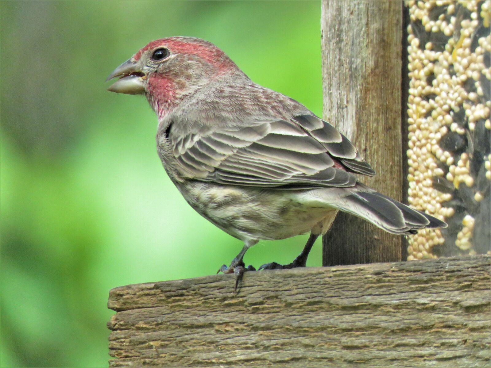 Canon PowerShot SX60 HS sample photo. Bird, up close, wildlife photography