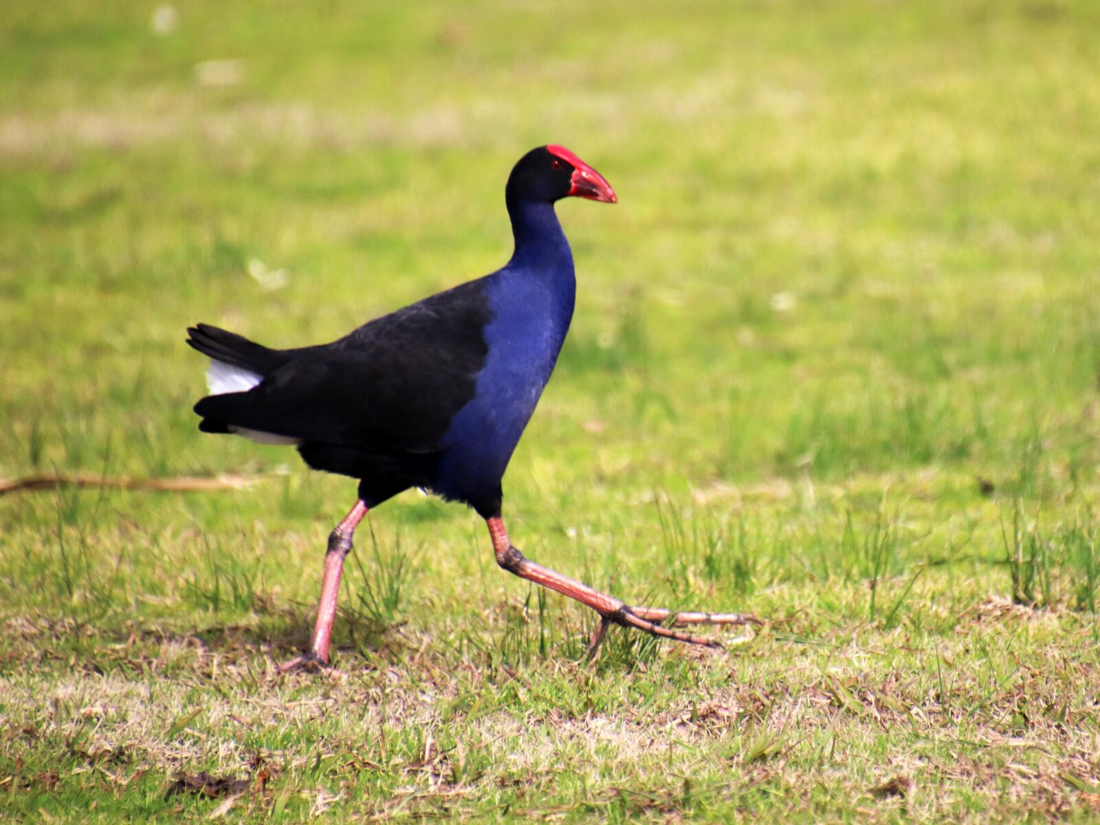 Canon EOS 800D (EOS Rebel T7i / EOS Kiss X9i) sample photo. Bird, coot, red seal photography