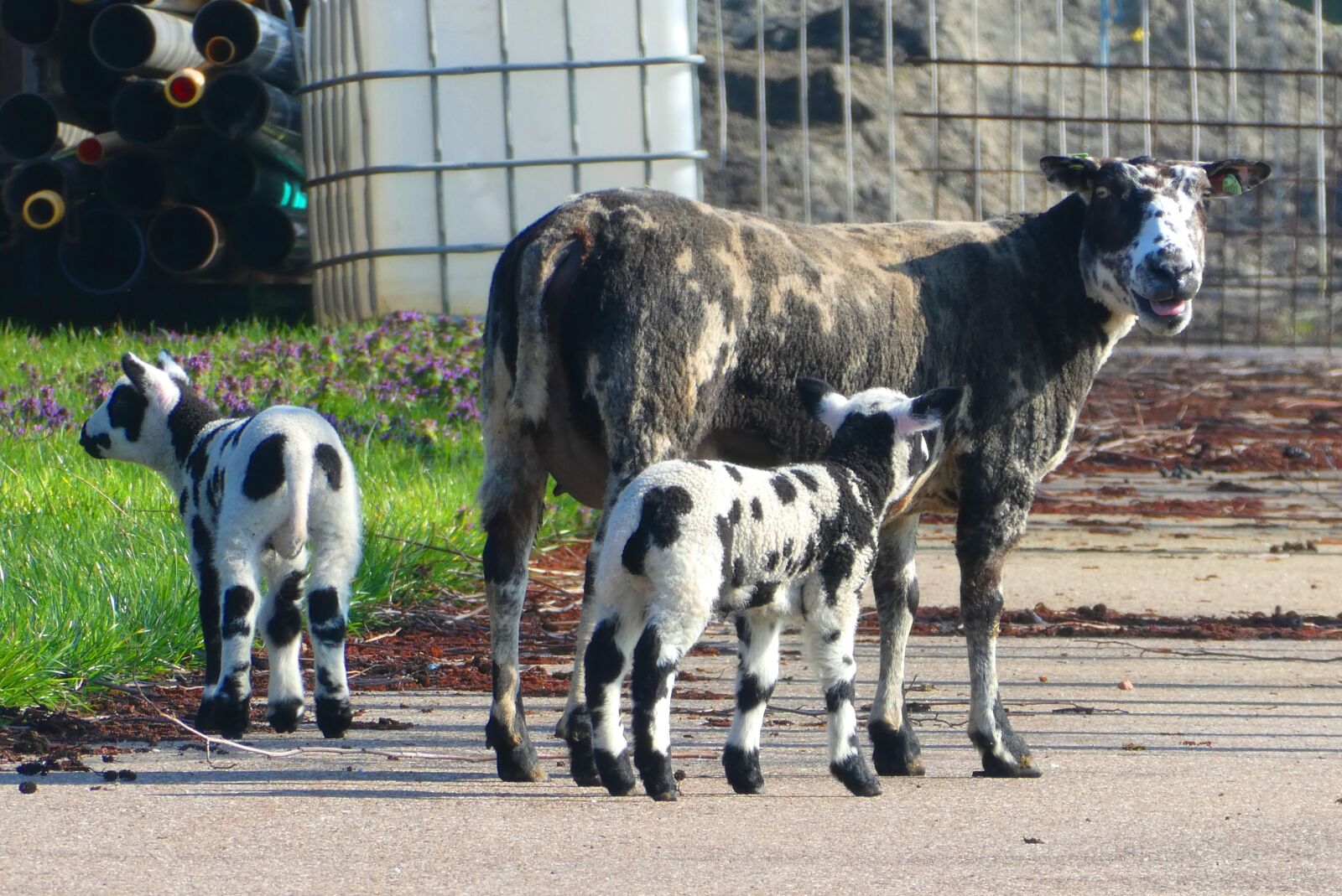 Panasonic Lumix DC-ZS70 (Lumix DC-TZ90) sample photo. Lambs, spring, nature photography