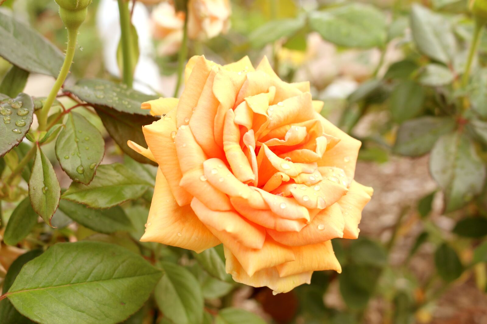 Canon EOS 70D sample photo. Rose, park, garden photography