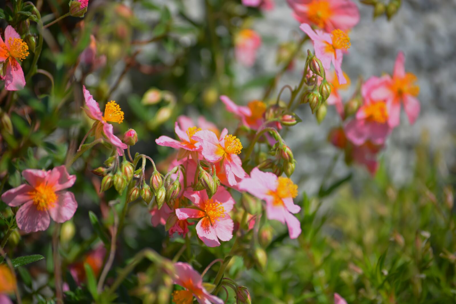 Nikon D5200 sample photo. Flowers, pink, green photography