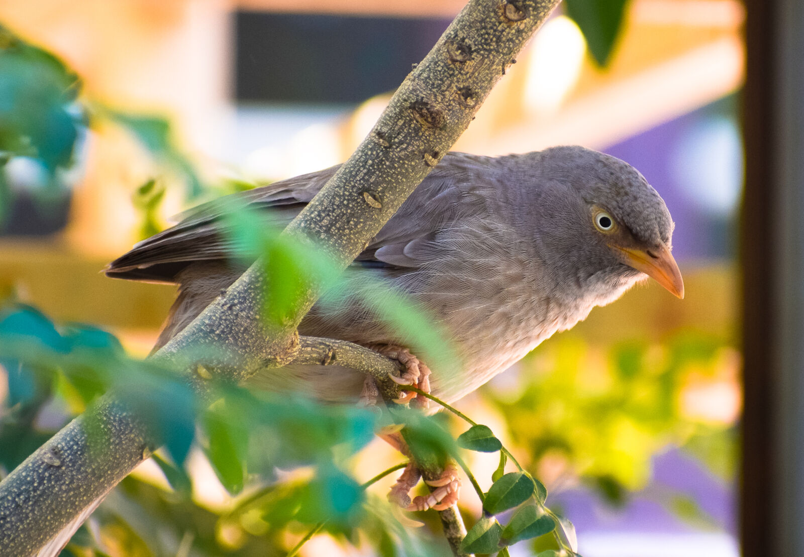 Nikon D5300 sample photo. Gray, bird, perched, on photography