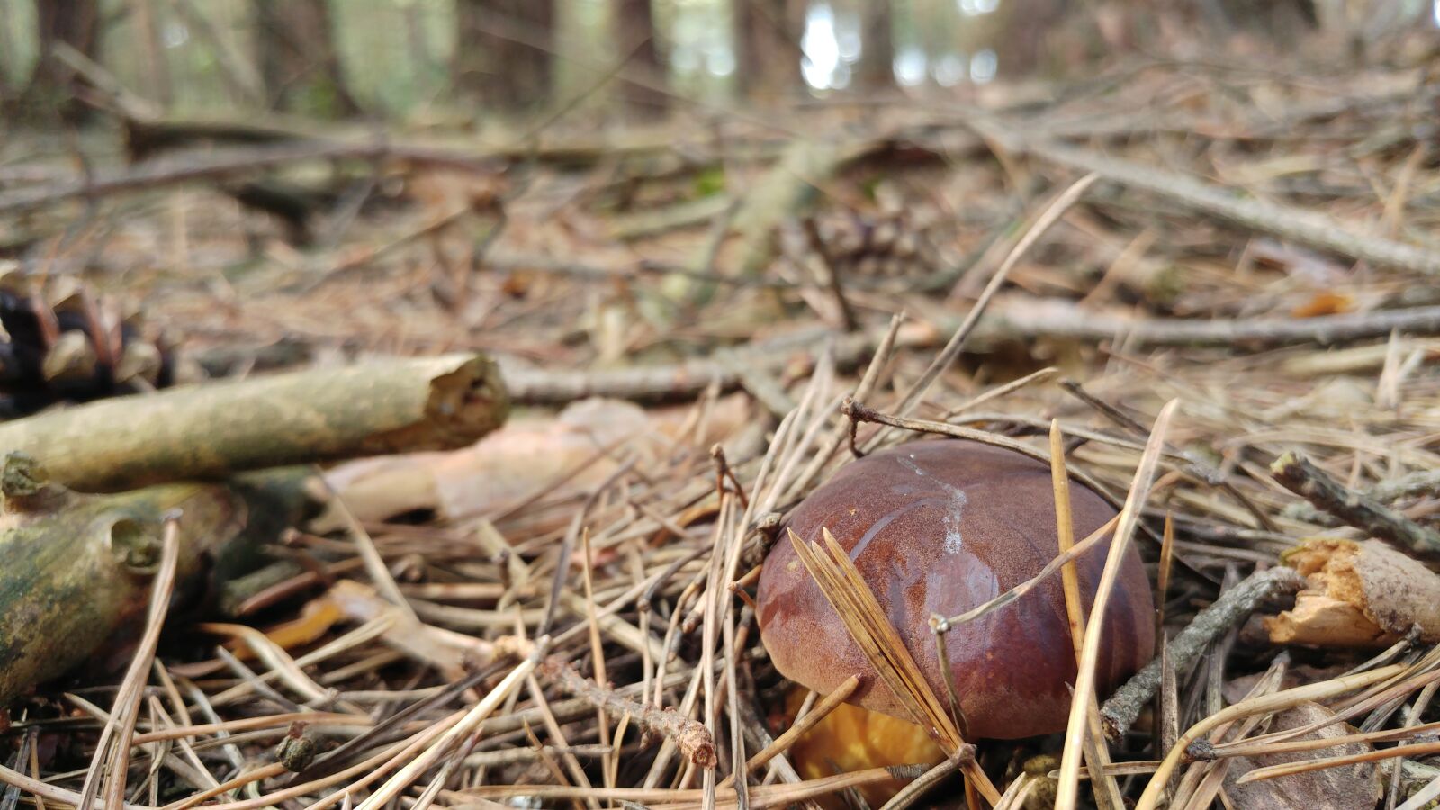 LG G5 sample photo. Autumn, mushroom, forest photography