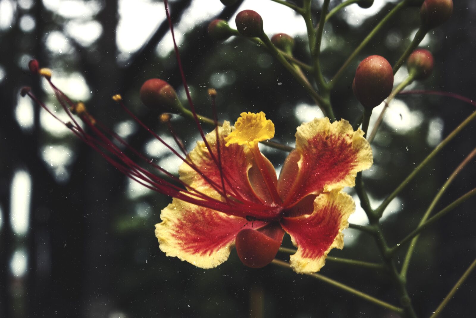 Nikon D3000 sample photo. Flowers, nature, blossoms photography
