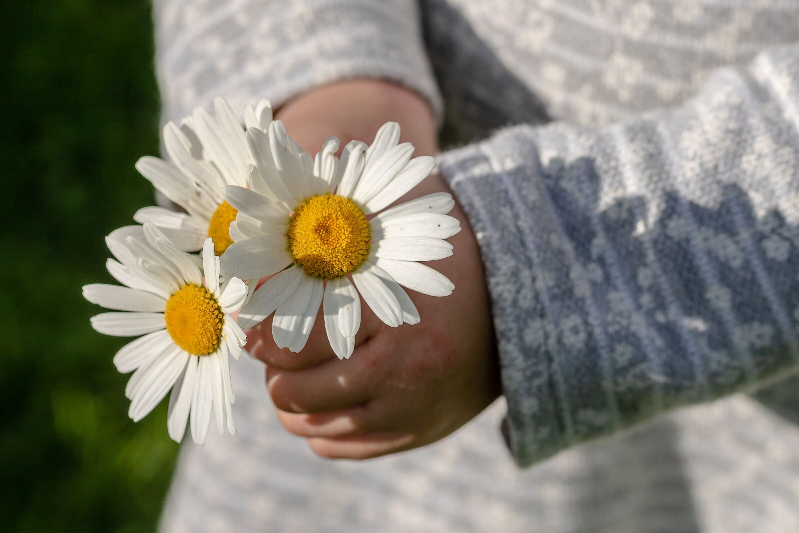 Canon EOS 750D (EOS Rebel T6i / EOS Kiss X8i) sample photo. Daisies, leucanthemum maximum, children's photography