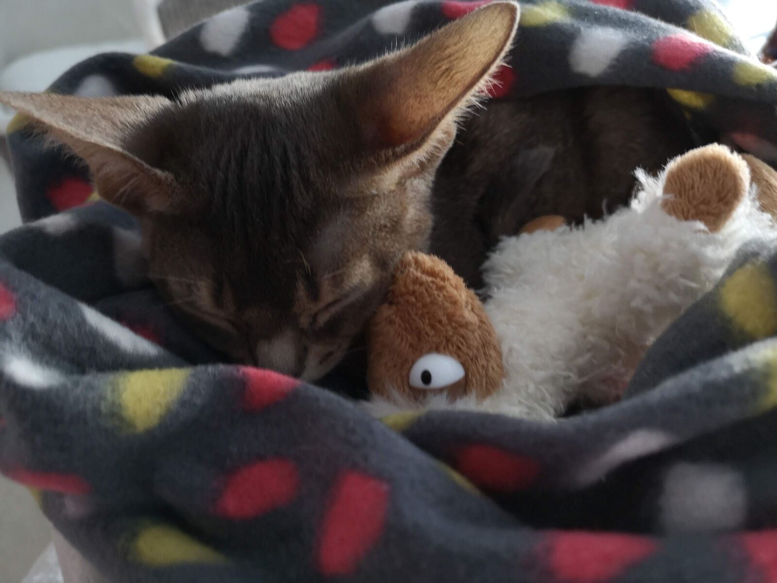 HUAWEI CLT-L29 sample photo. Cat, abyssinian, abyssinian cat photography