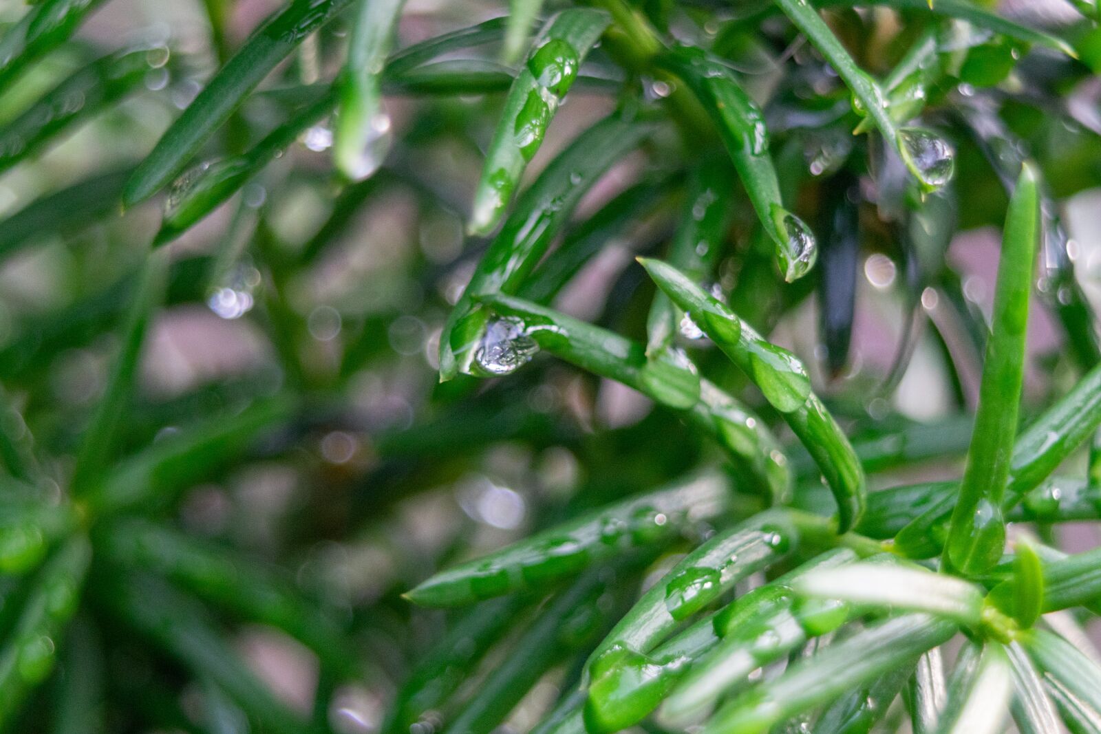 Nikon D3300 sample photo. Raindrops, pine-needle, rain photography