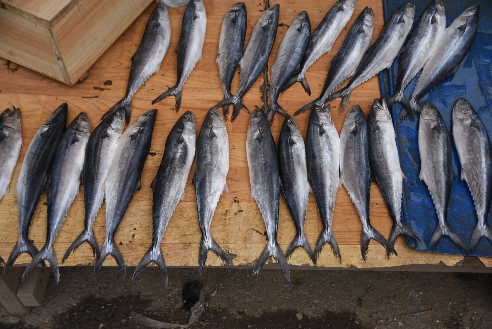 Nikon D3400 sample photo. Fish, seafood market, market photography