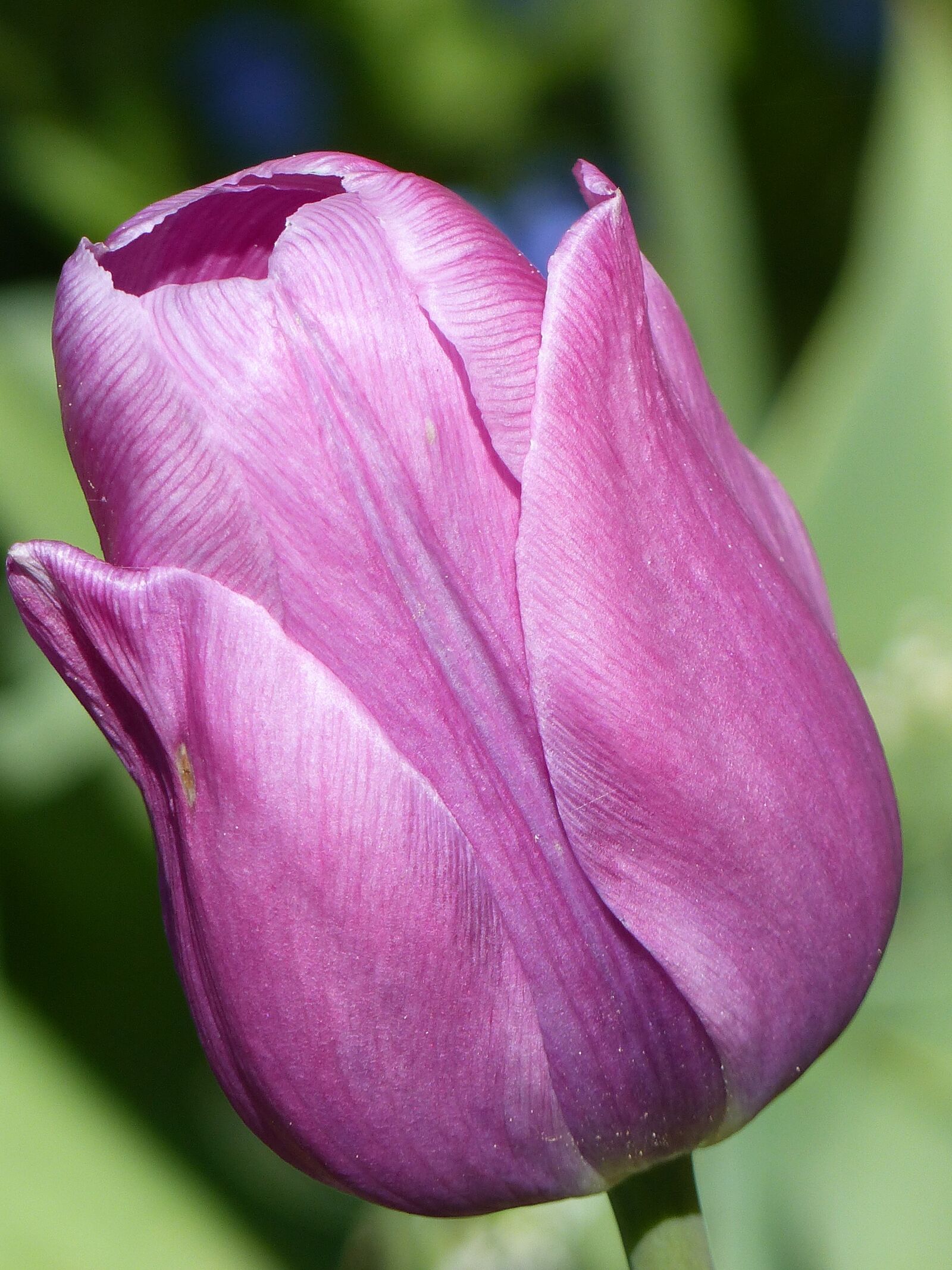Panasonic Lumix DMC-FZ200 sample photo. Tulip, flower, purple photography